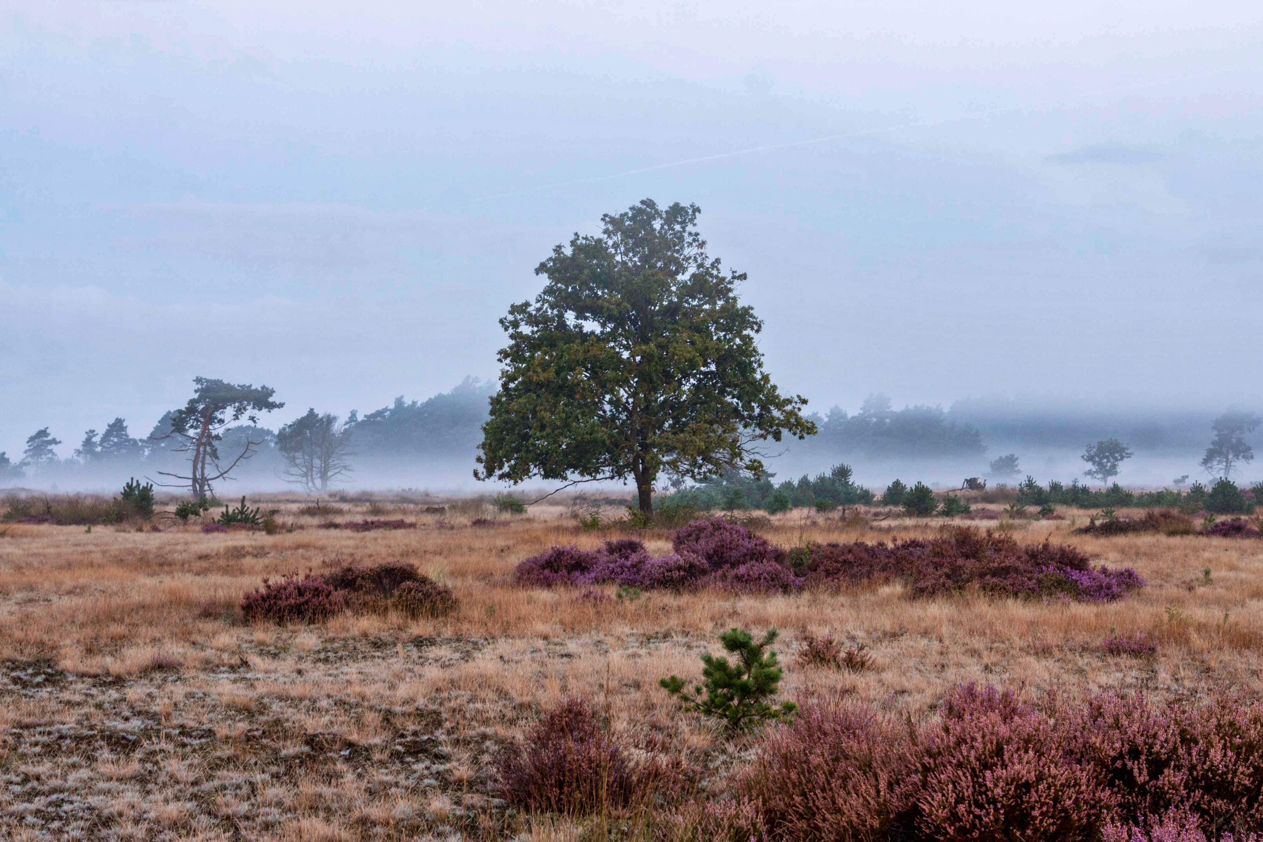 De Veluwe is een van de mooiste plekken van Nederland