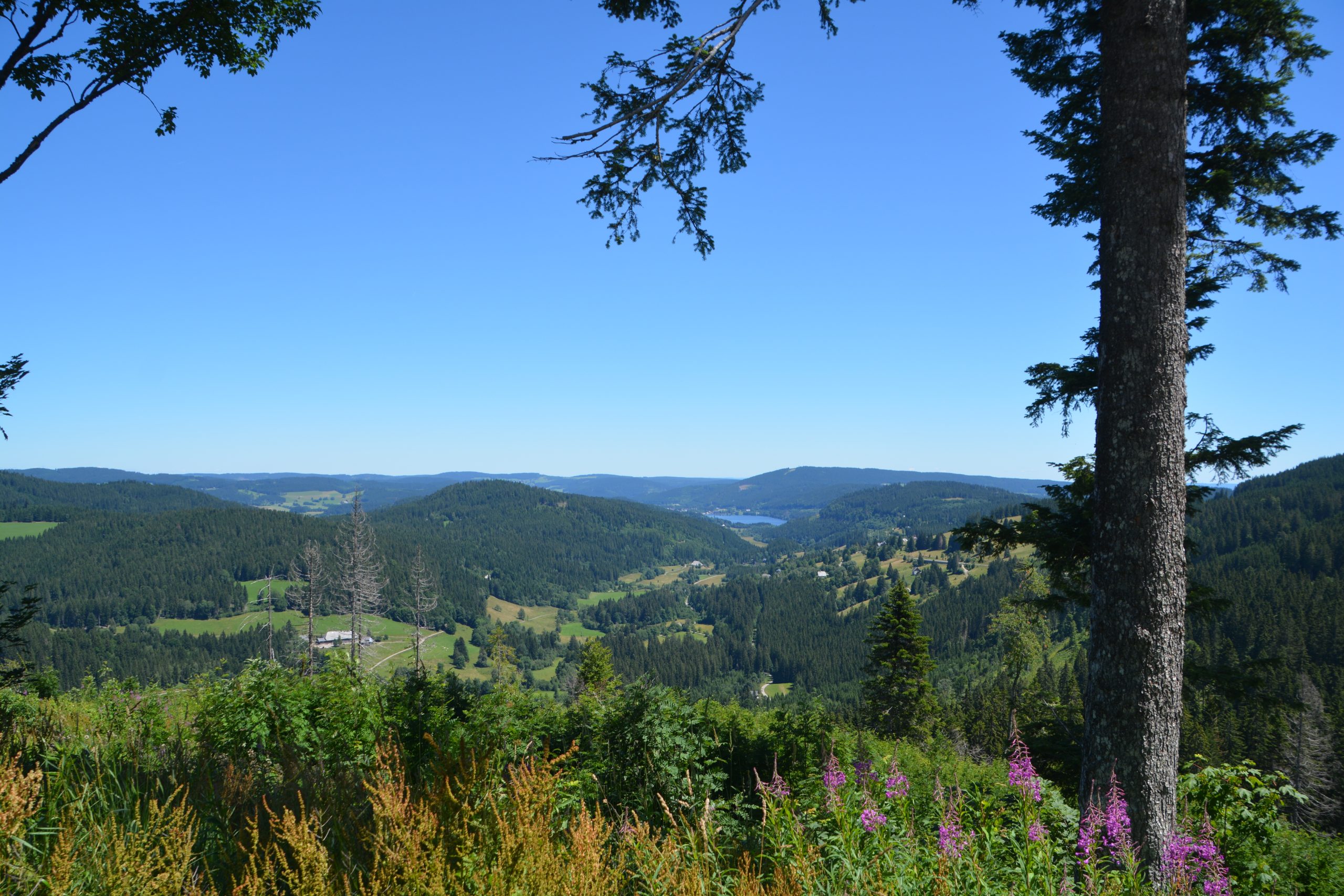 Uitkijken over het mooiste bos van Duitsland vanaf de Feldberg