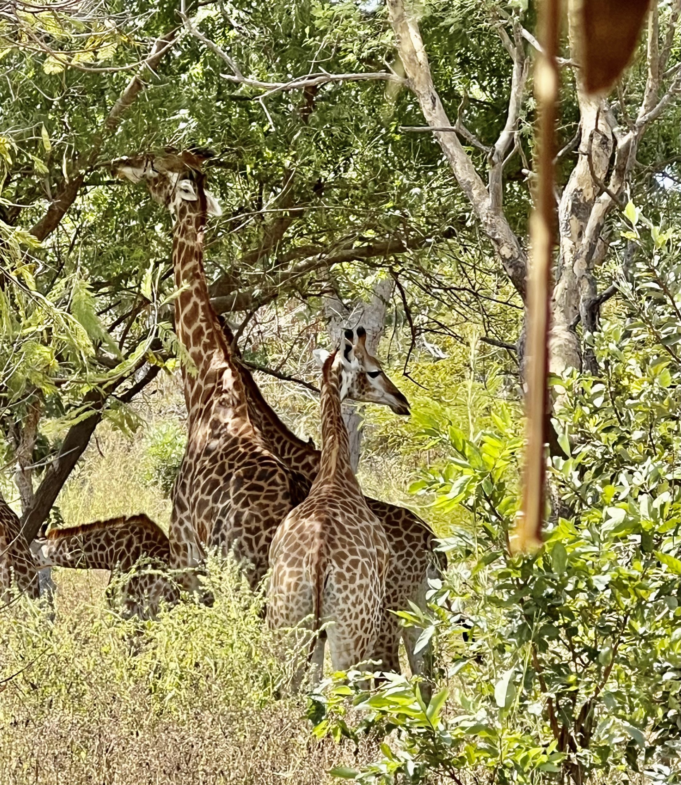 Giraffen in het wild!