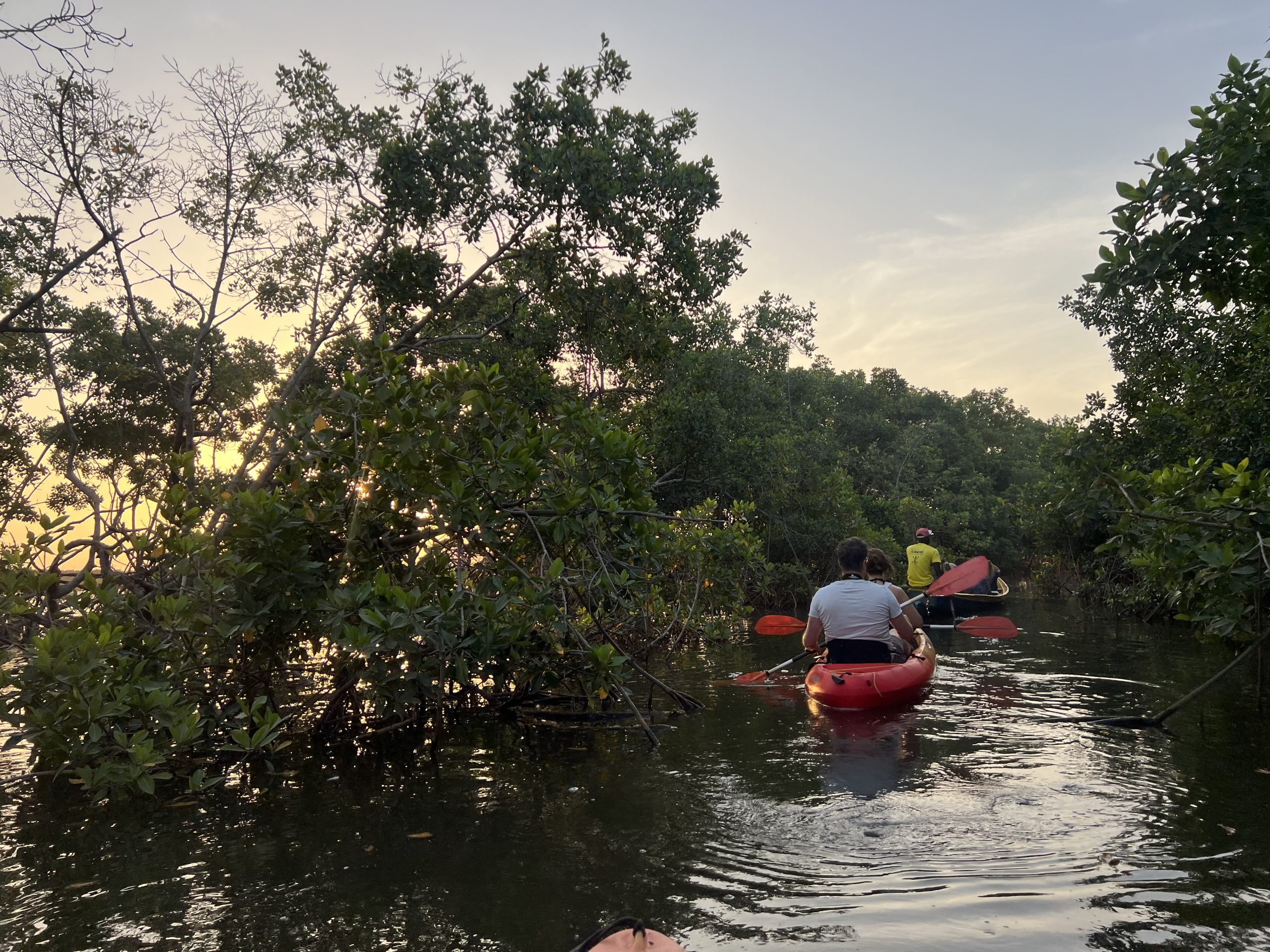 Kajakken door de mangroves tijdens zonsopkomst
