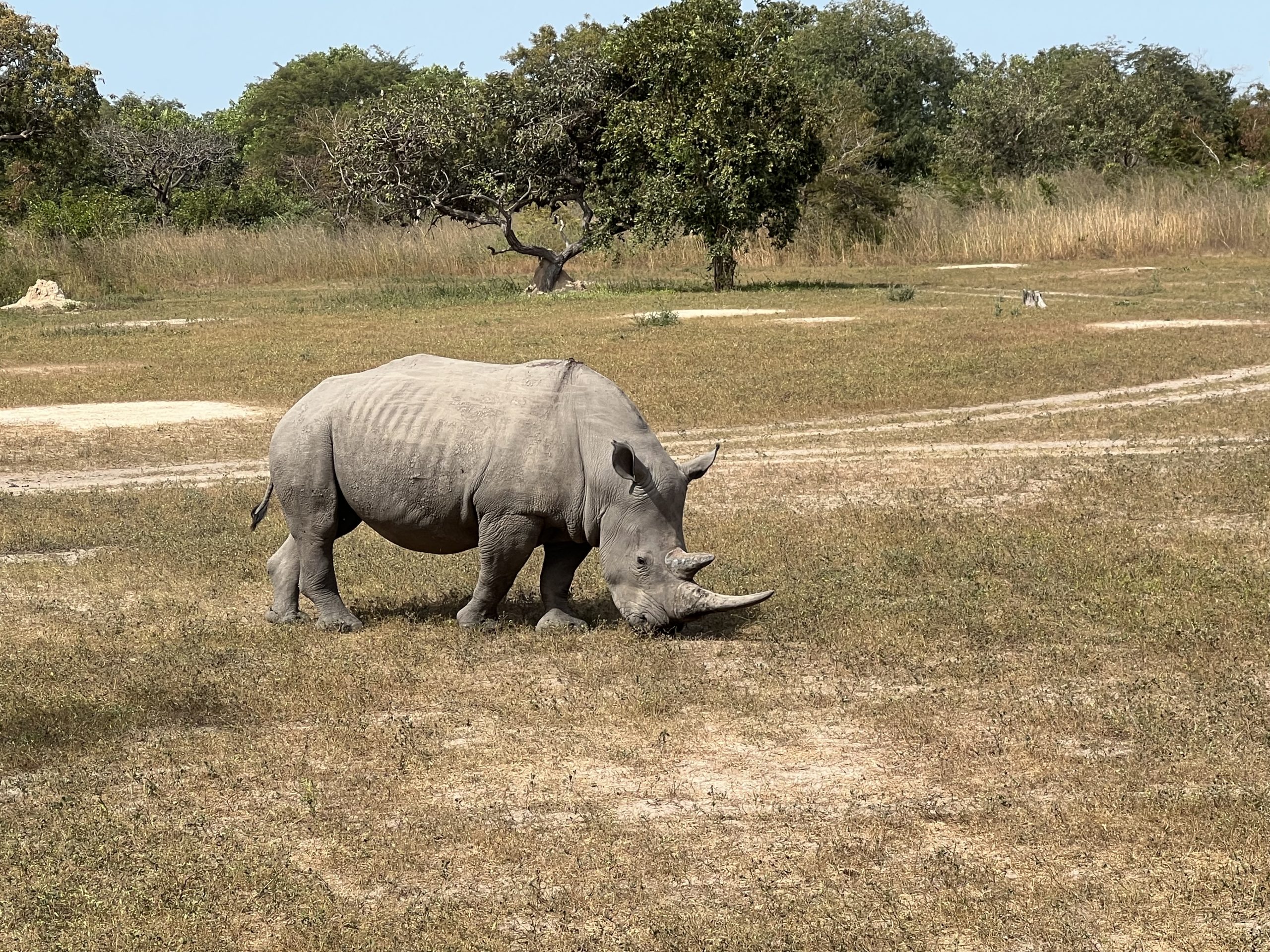 De laatste levende neushoorn van het Fathala Wildlife Reserve