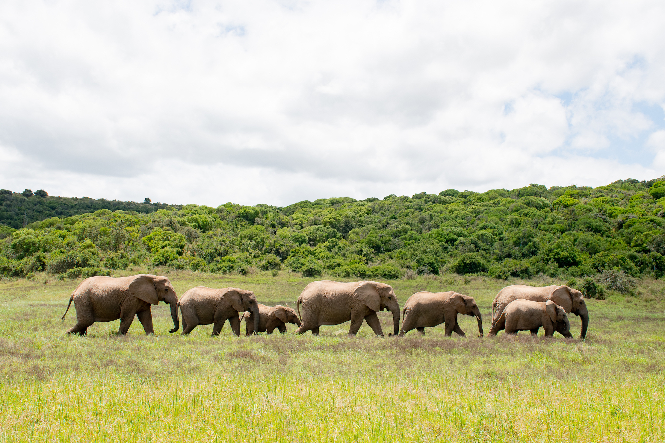Bijzonder om deze dieren van zo dichtbij te zien in Addo Elephant Park