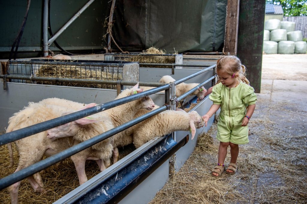 Lammetjes kijken op Texel