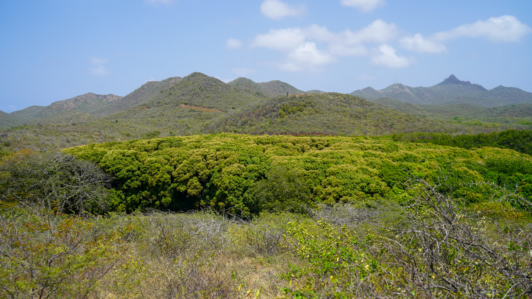 Vanaf het uitzichtpunt kun je goed zien hoe de mangobomen groeien. Ze groeien steeds hoger om maar licht te krijgen.