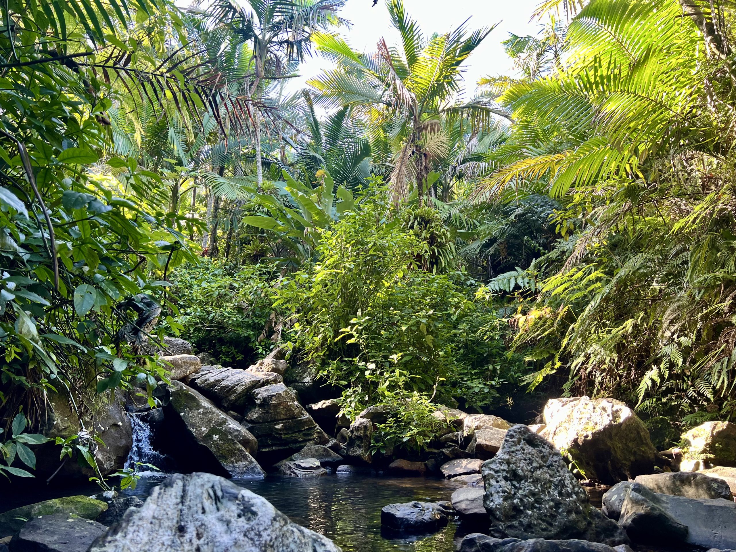De natuur is zo mooi in El Yunque. Neem wel een gids mee als je gaat hiken!
