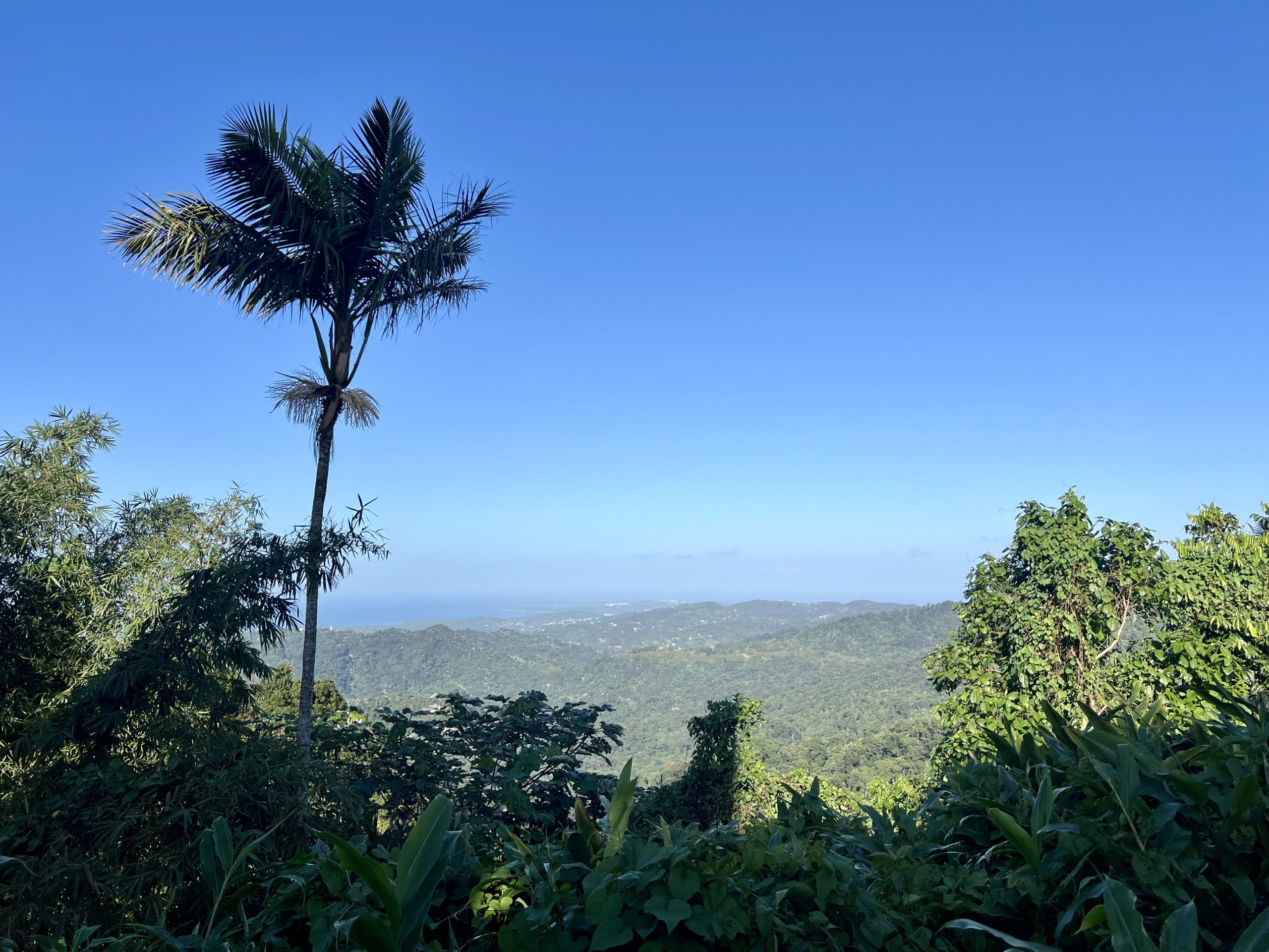 Het enorm grote regenwoud El Yunque is 18.000 hectare groot. Genoeg om te ontdekken dus!