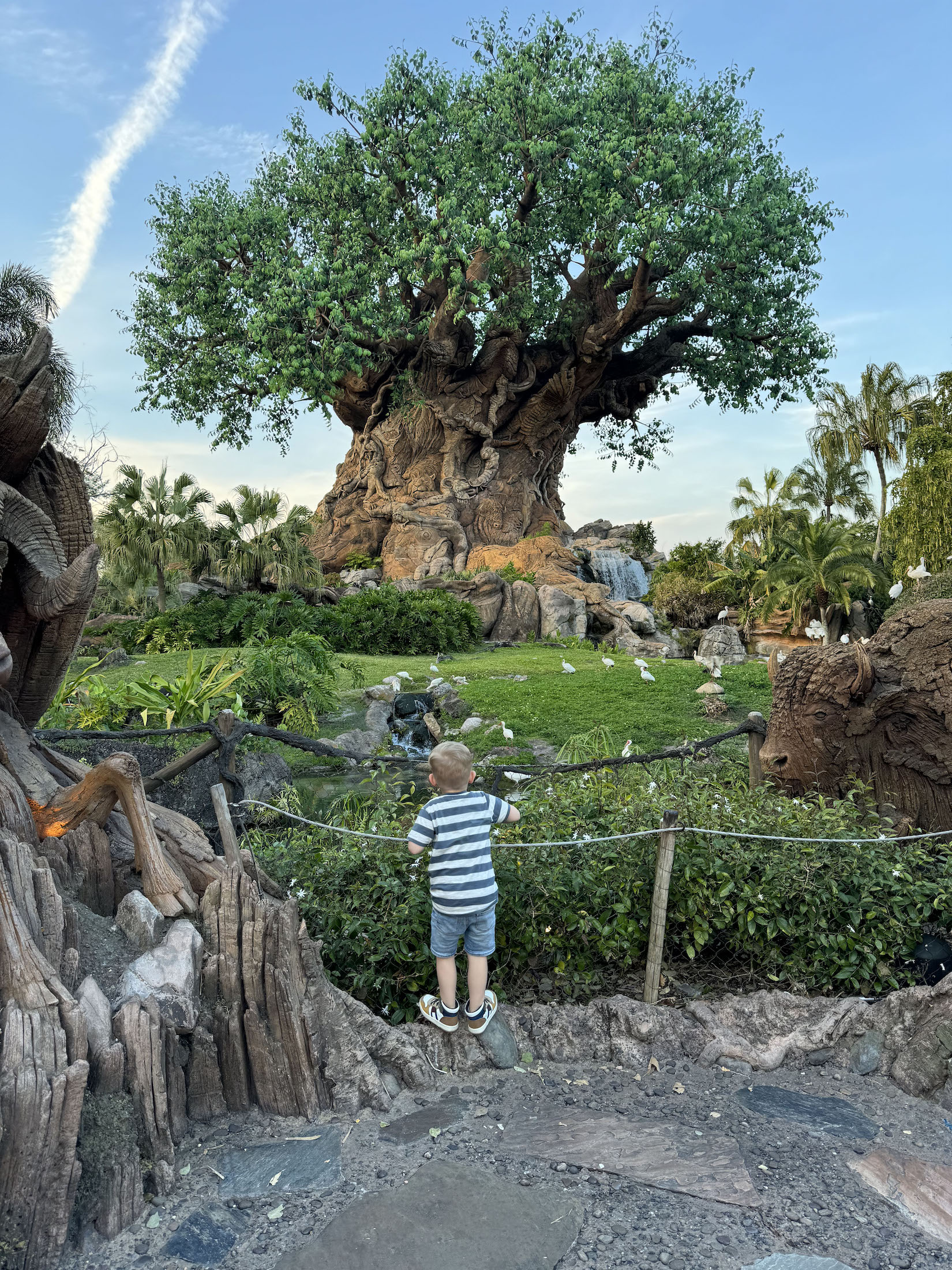 Tree of Life