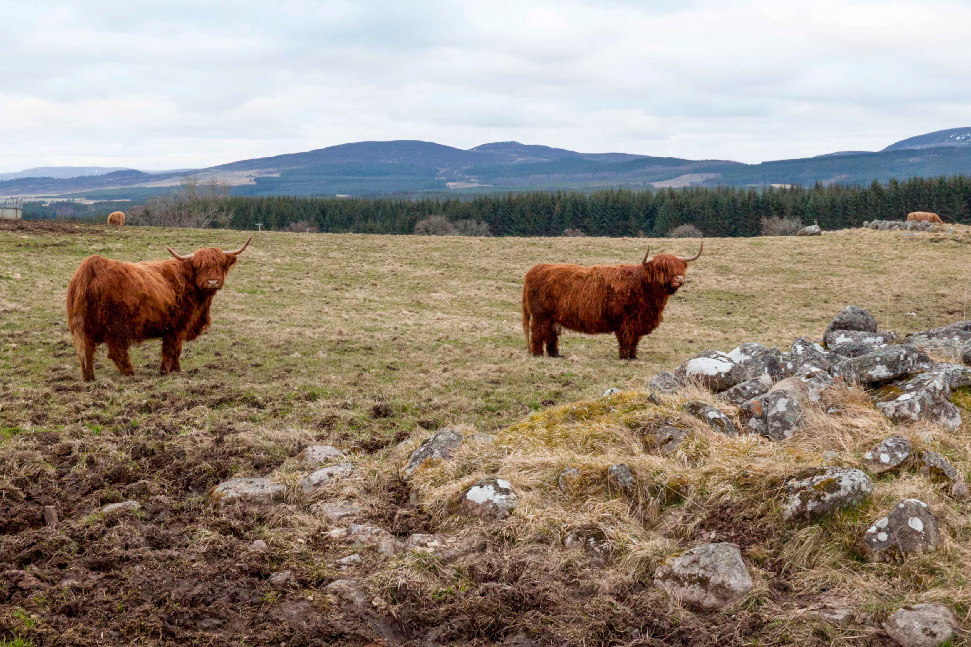 Natuur in Schotland