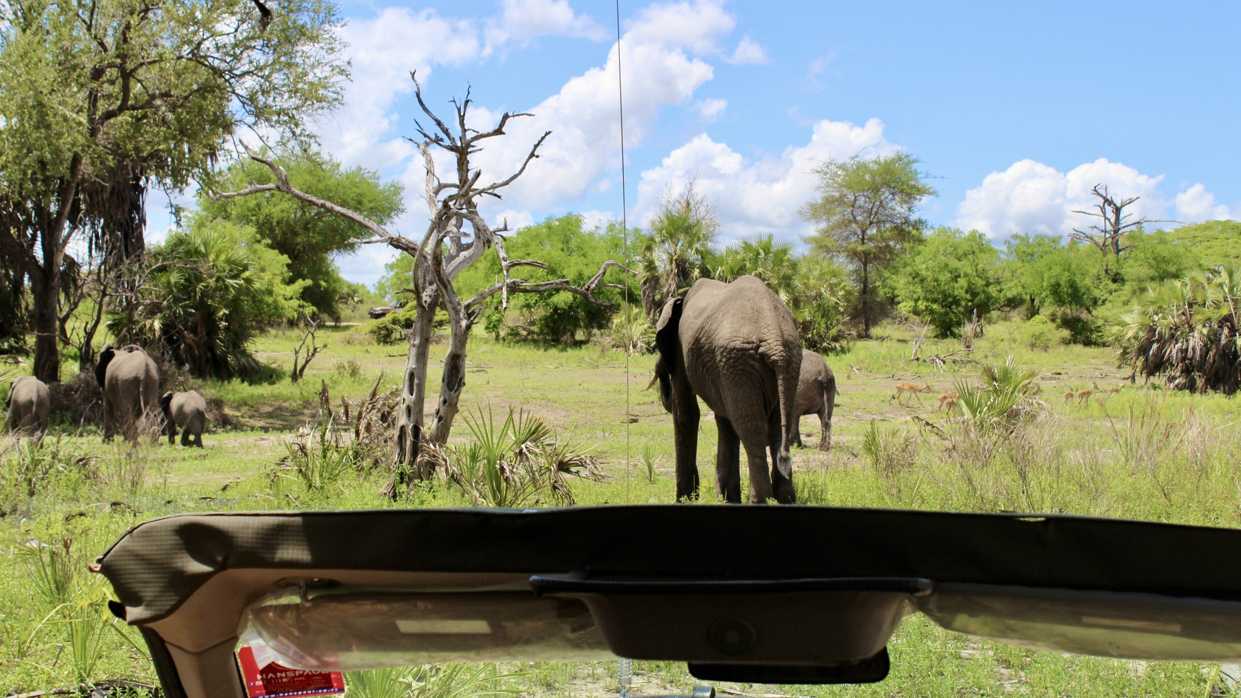 Safari