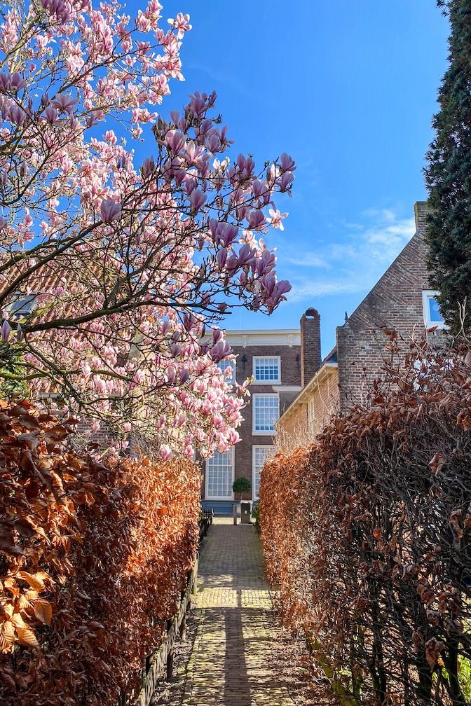 Bloesem in Nederland