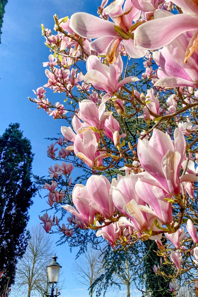 Magnolia in bloei