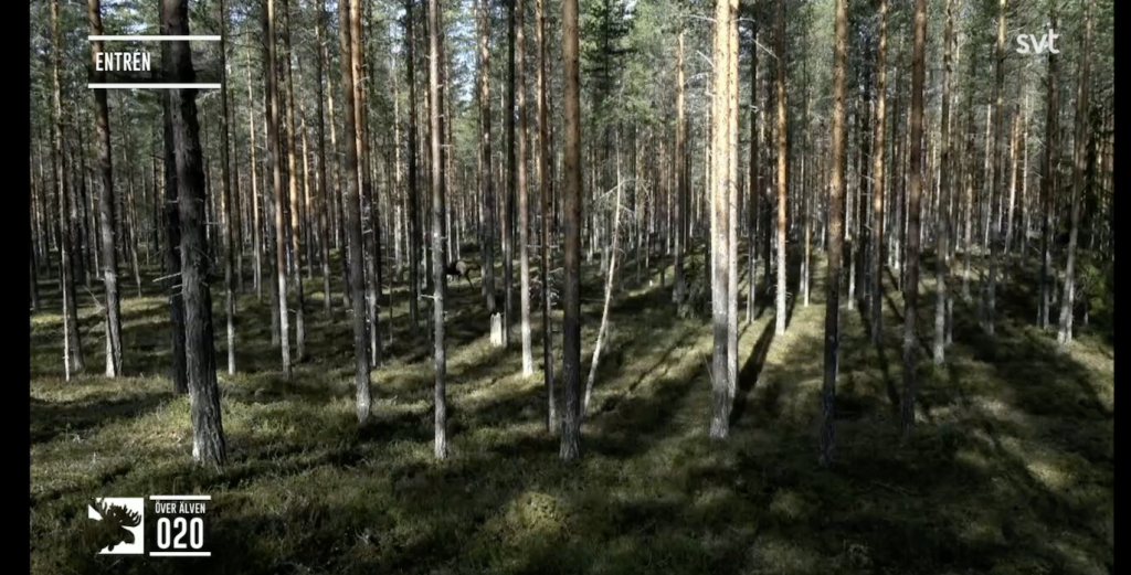 elandentrek in Zweden