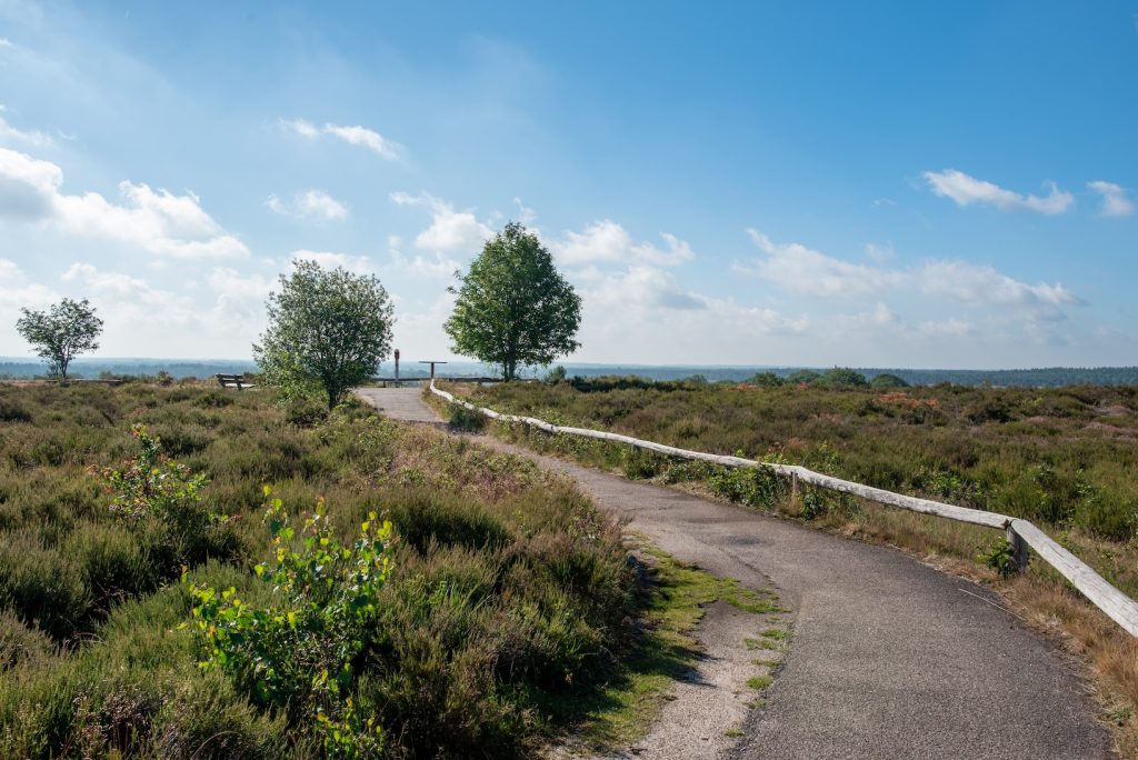 De Sallandse Heuvelrug in de zomer