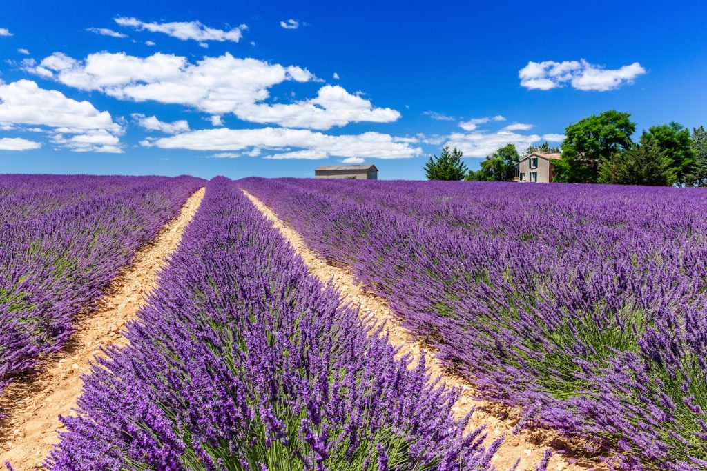 Plateau de Valensole