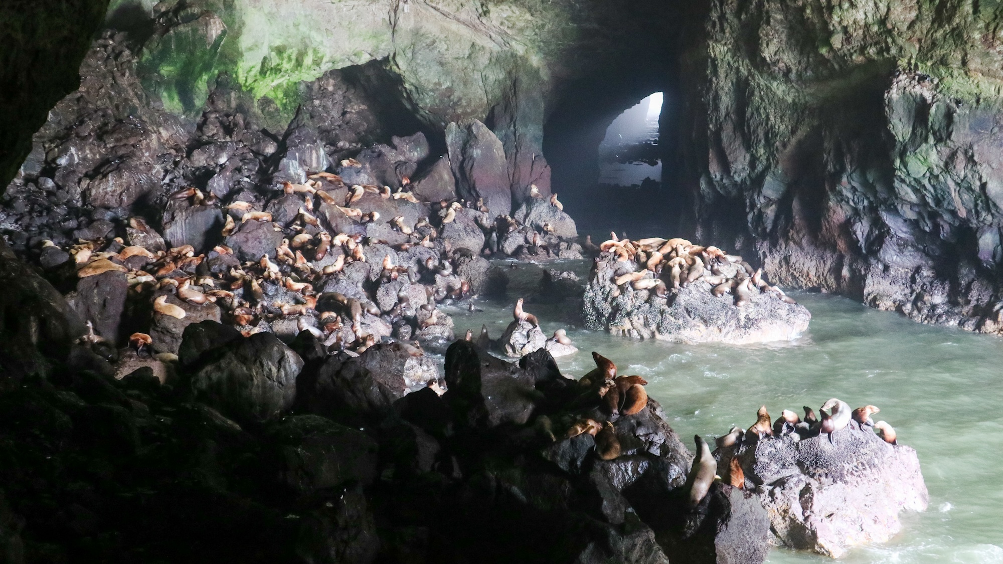 Sea Lion Caves