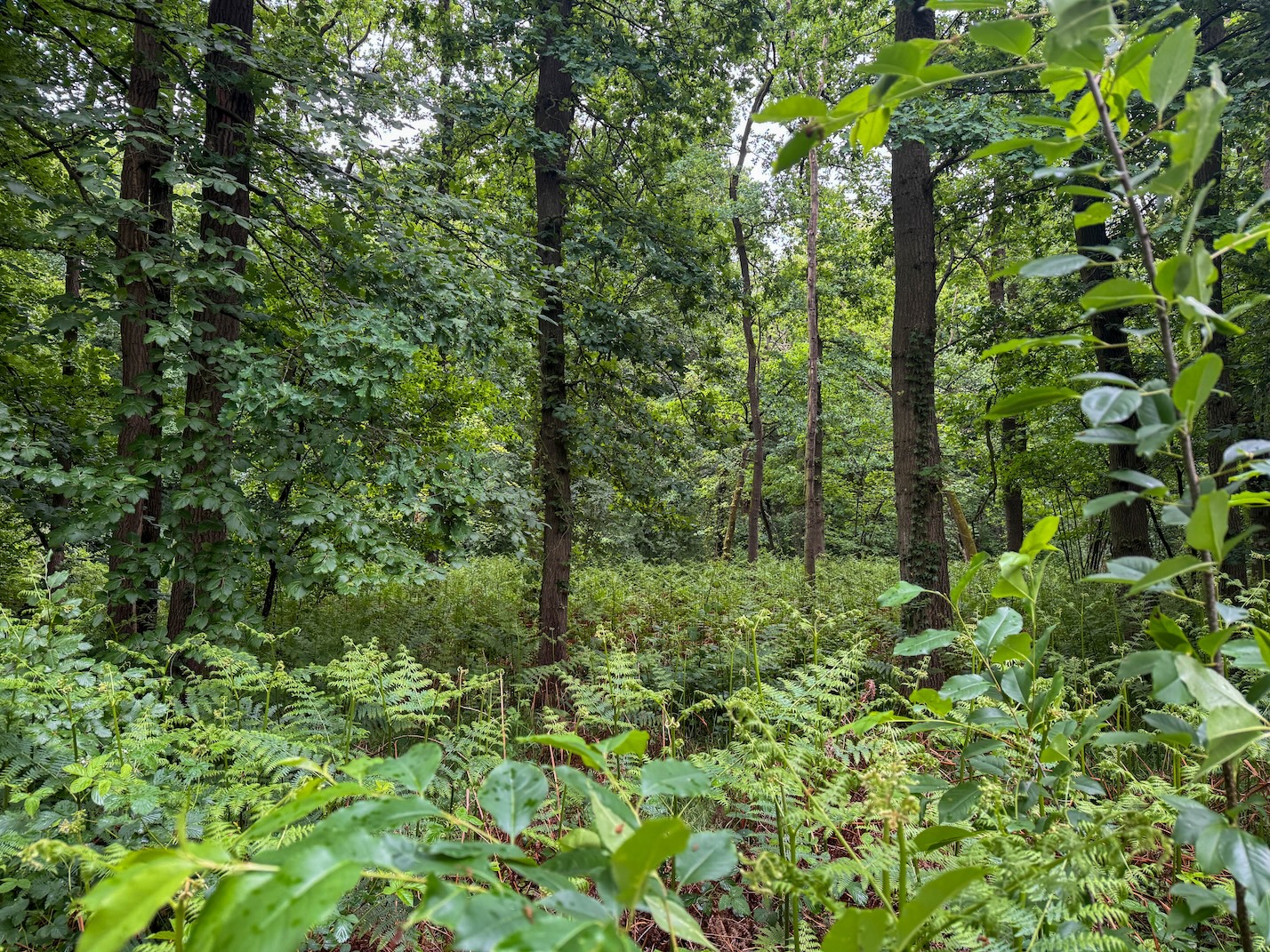 Wandelen door het bos in Twente