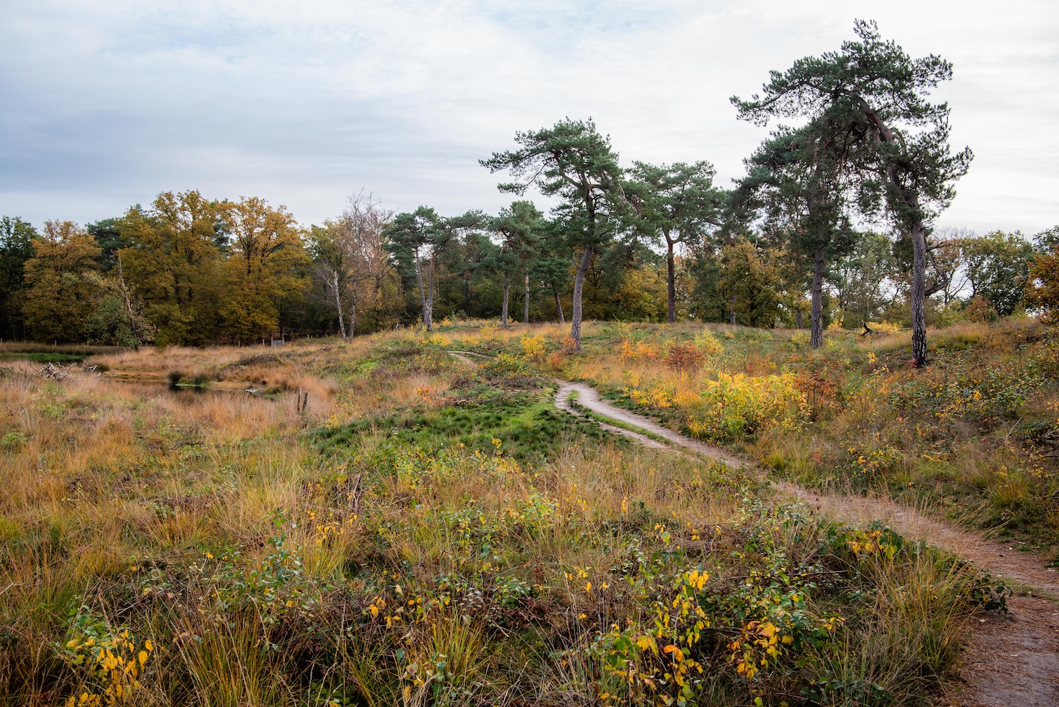 Strijbeekse heide in de herfst