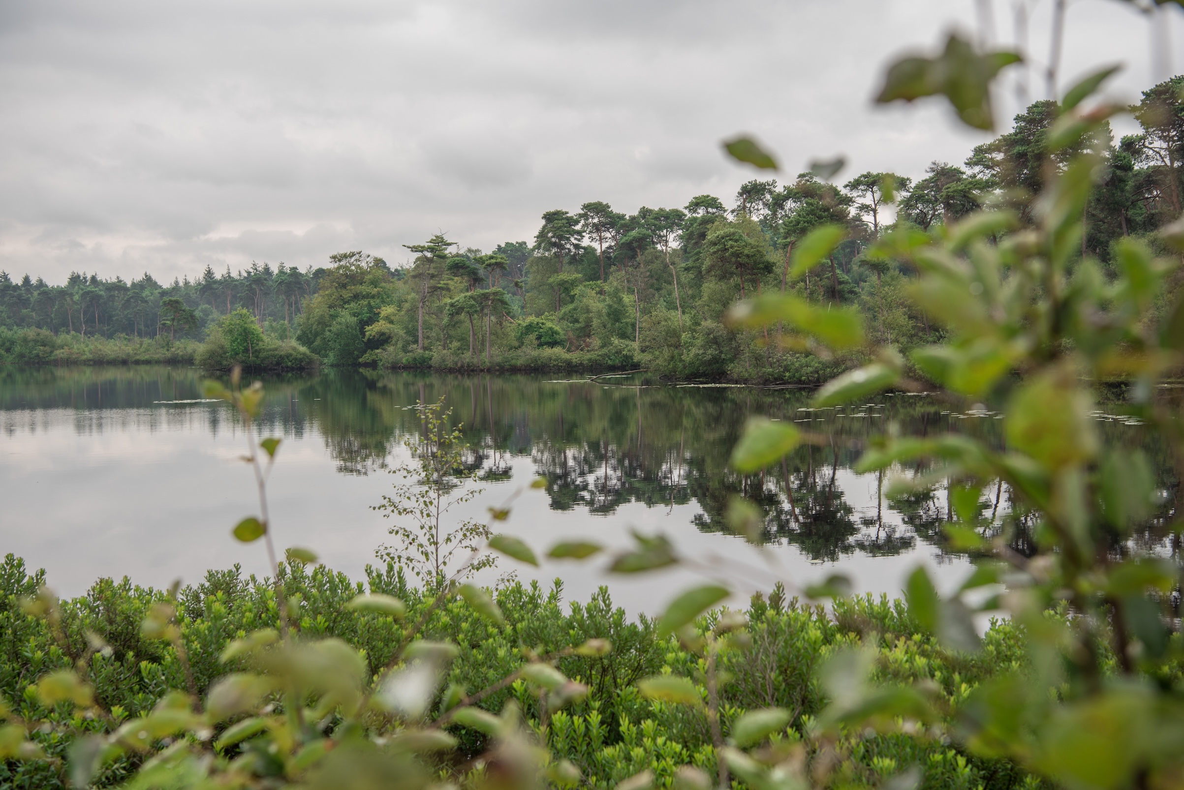 Oisterwijkse bossen en vennen