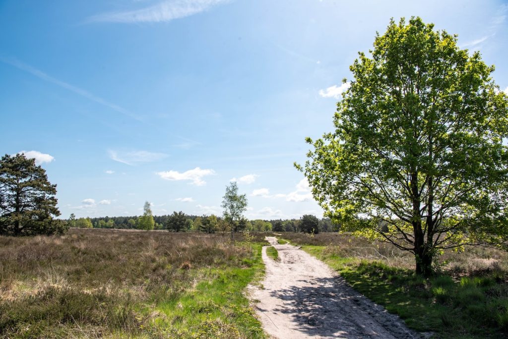 Rucphense heide in brabant