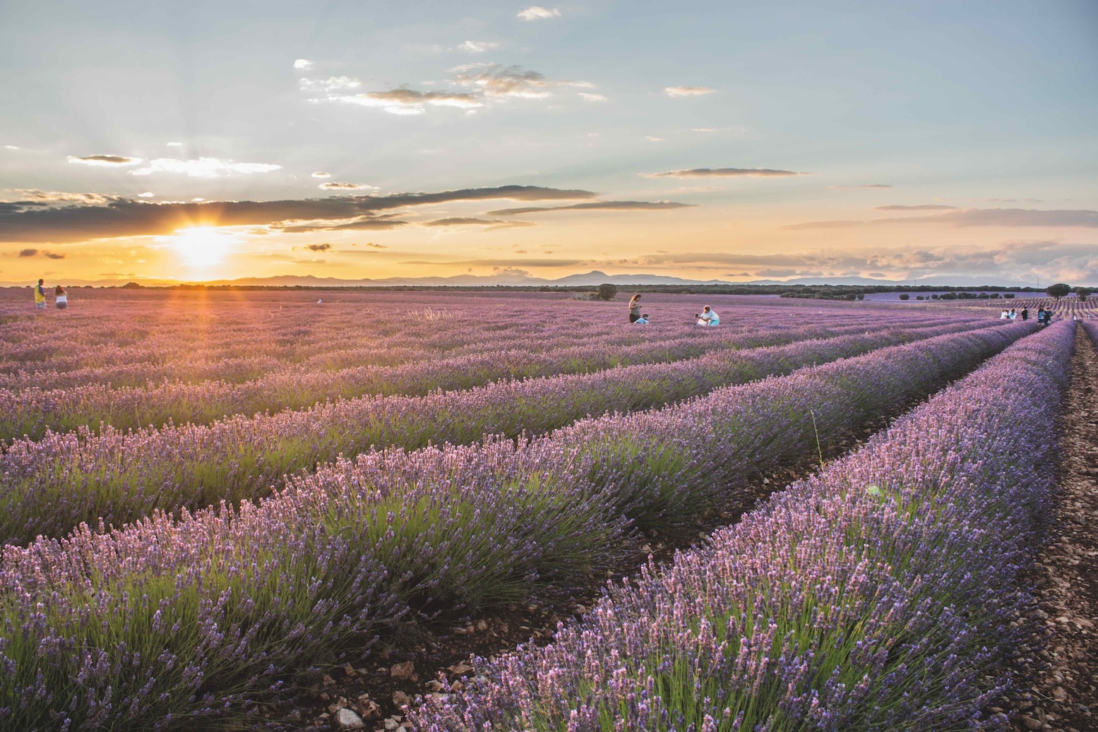 Lavendel in Brihuega in Spanje