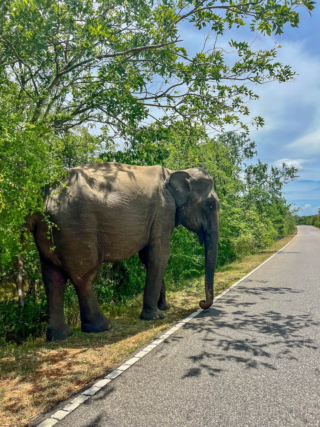 Olifant langs de weg in Ella