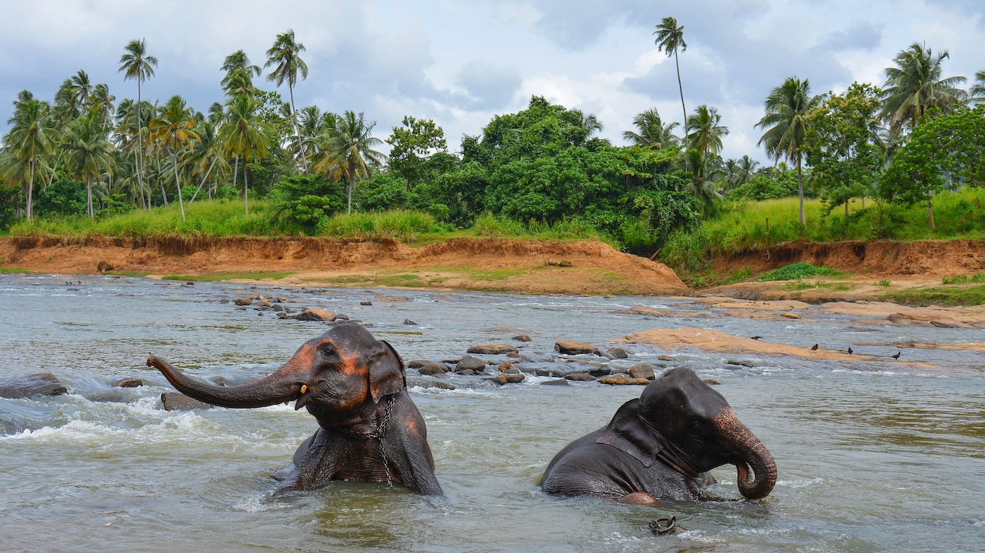 olifanten-spotten-sri-lanka