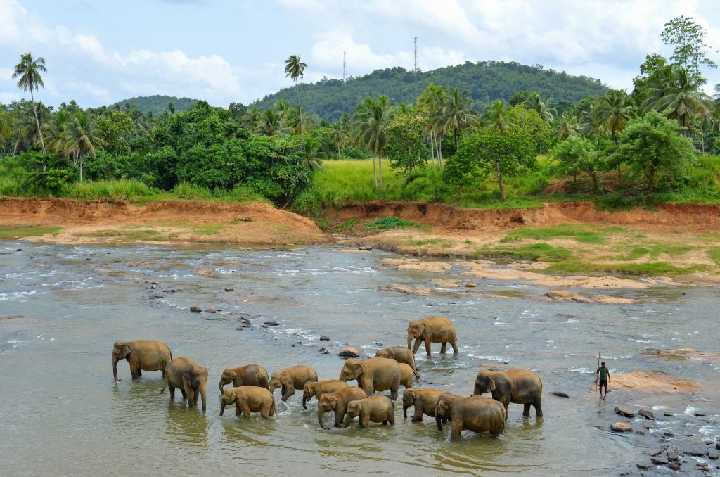 Olifanten in een rivier op Sri Lanka