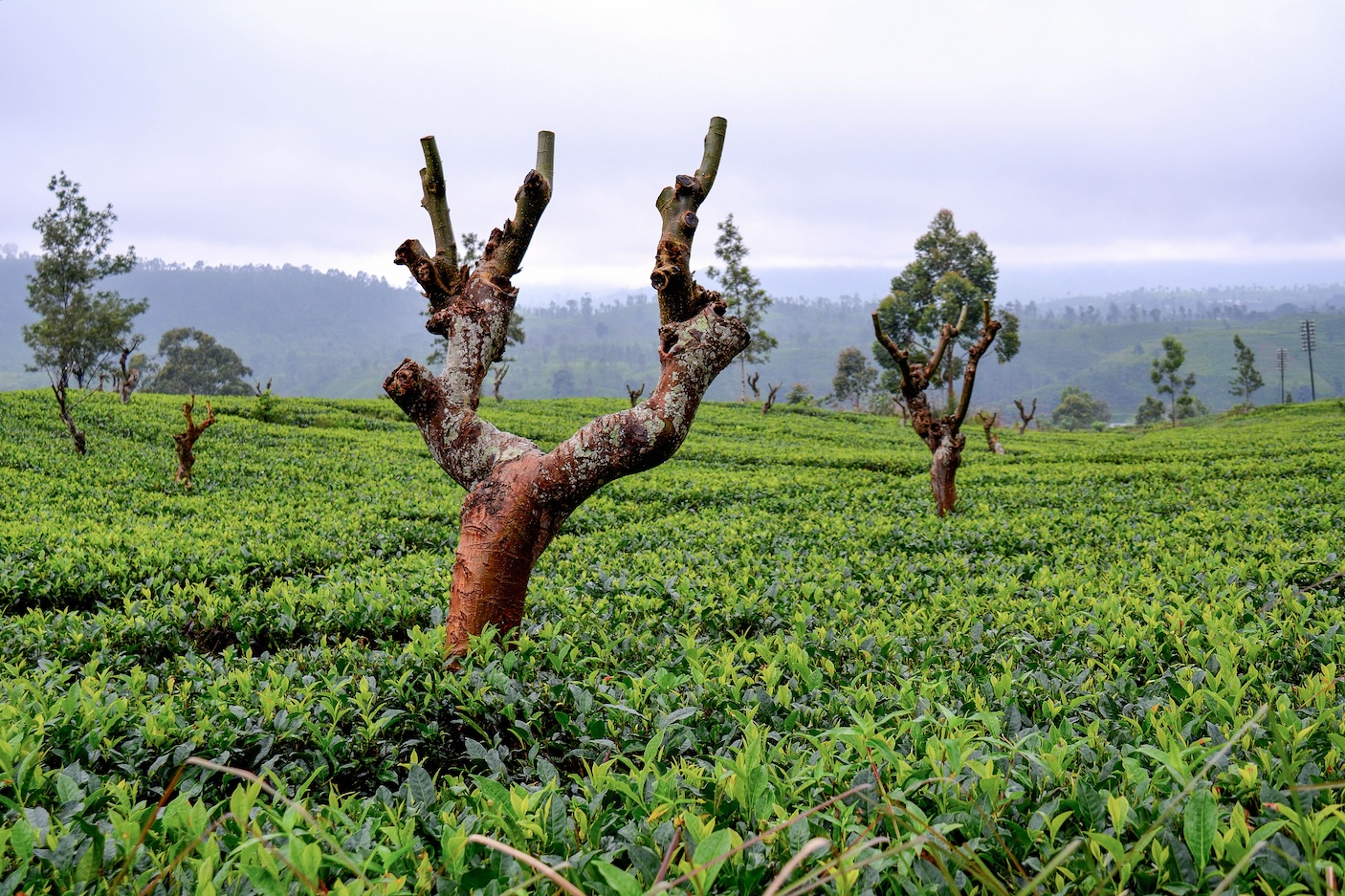 Thee plantage in Sri Lanka