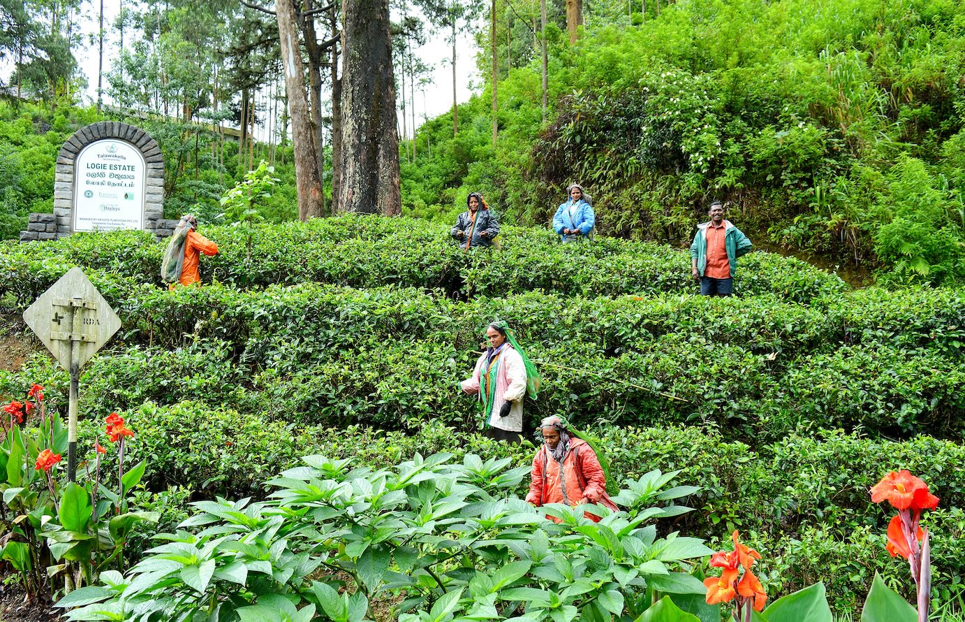 Theeplantage op Sri Lanka