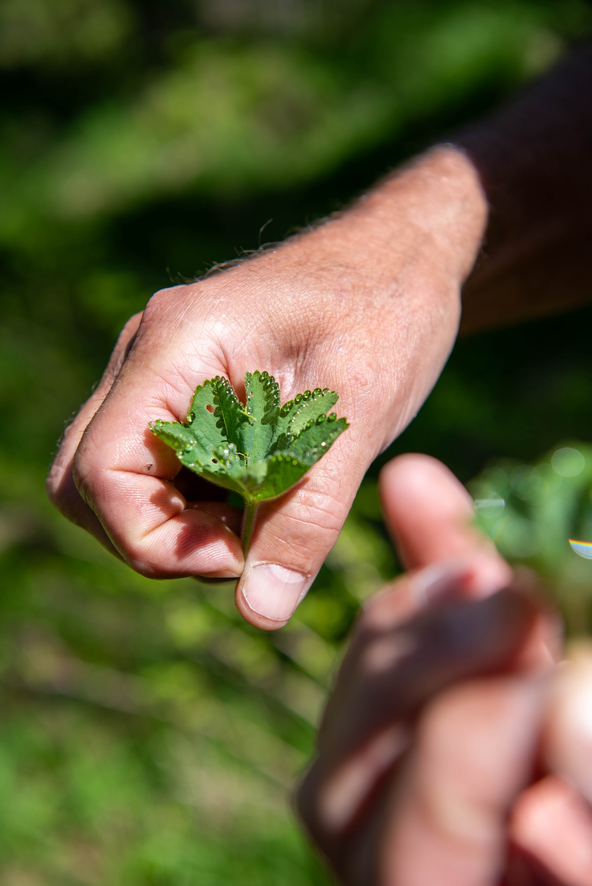 Vrouwenmantel is een magisch plantje