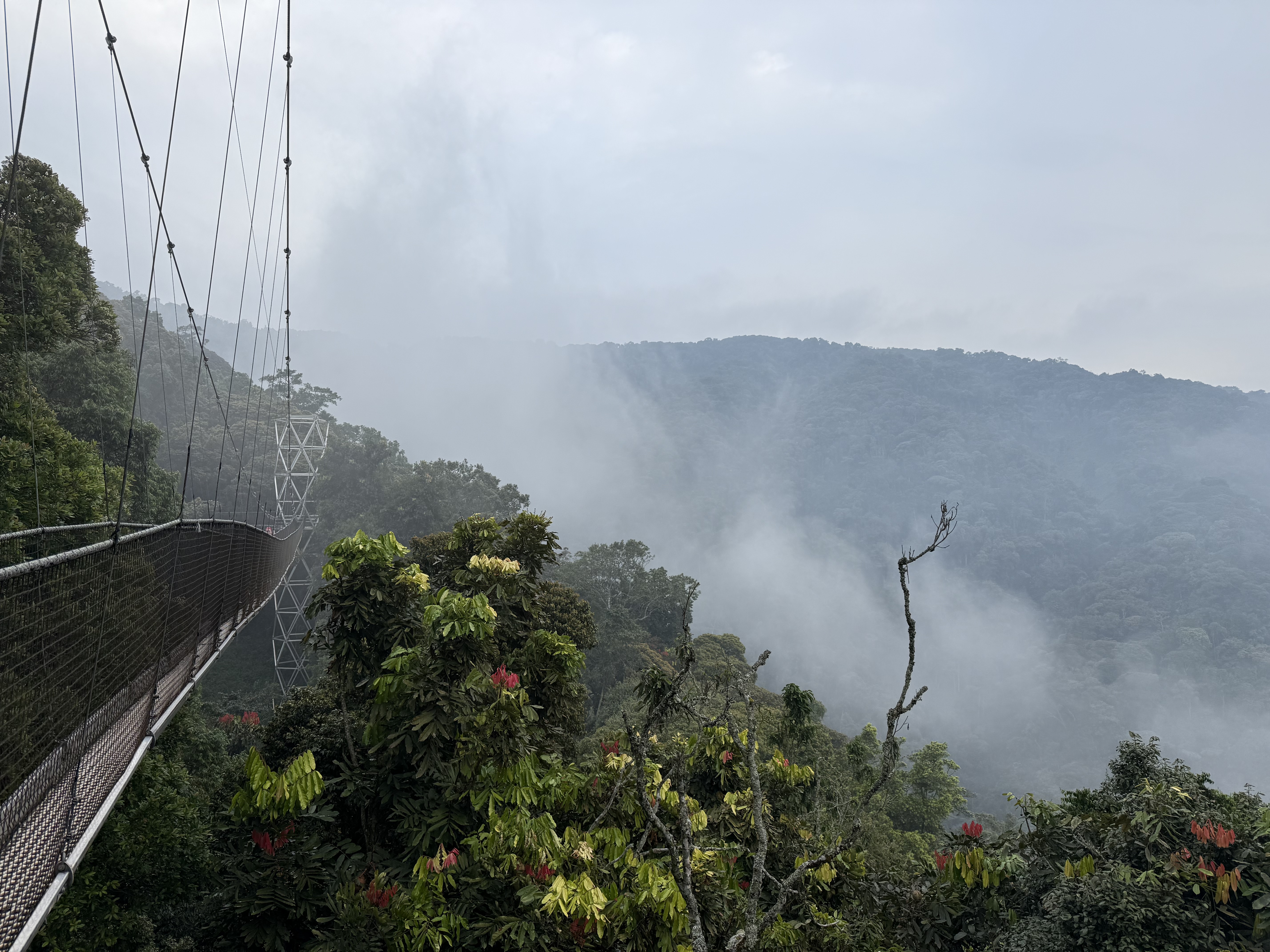 De Canopy walk door de wolken in Nyungwe National Park