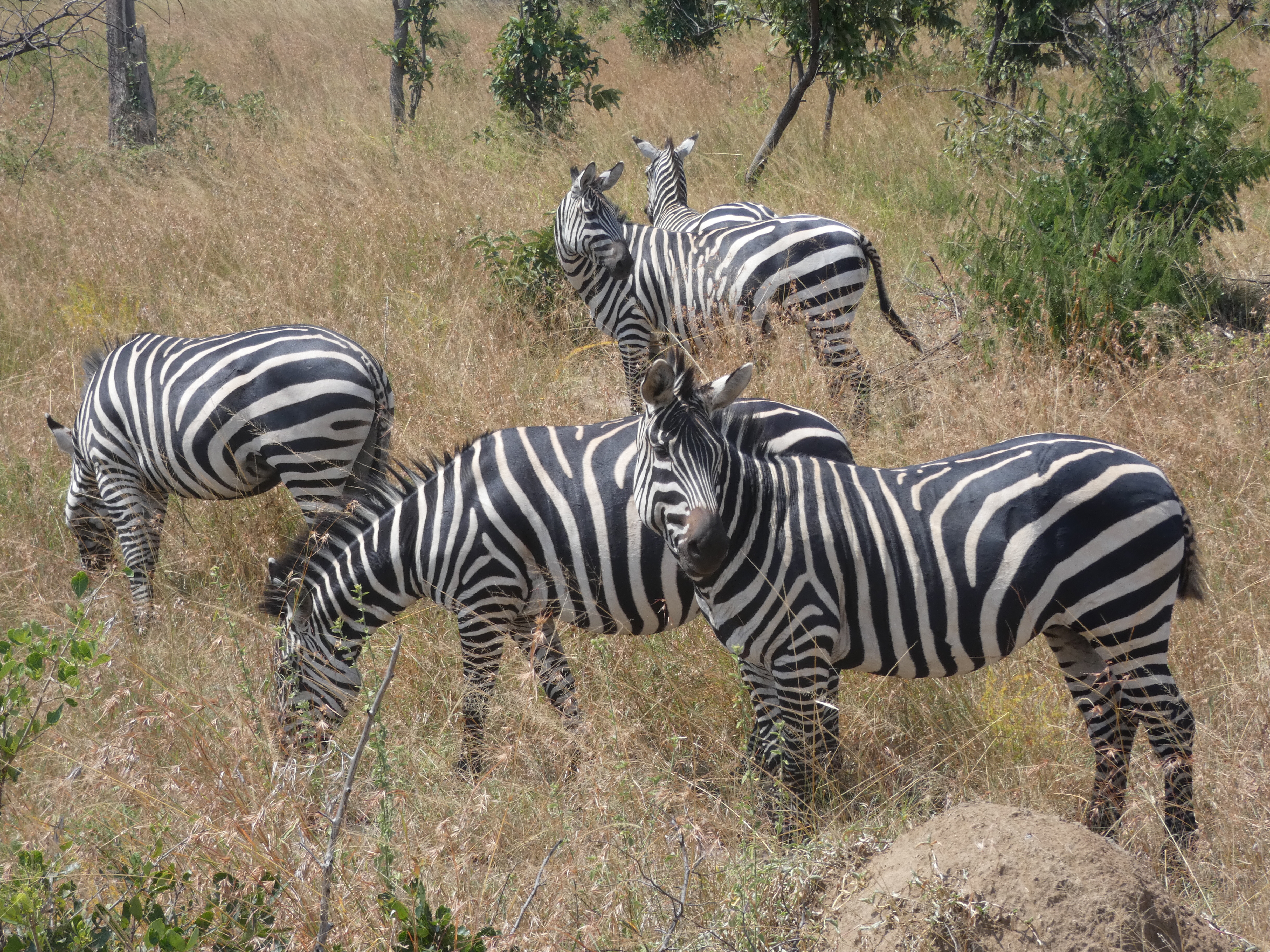 Dieren spotten in Akagera National Park is niet zo heel moeilijk