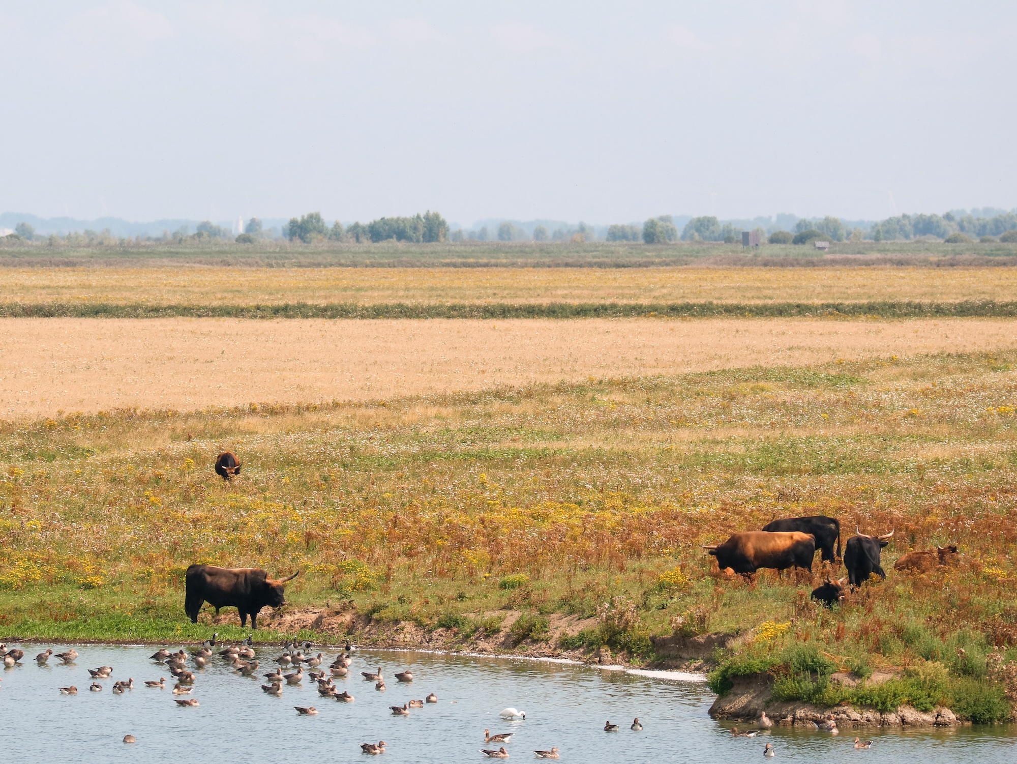 Heckrunderen in de Oostvaardersplassen.