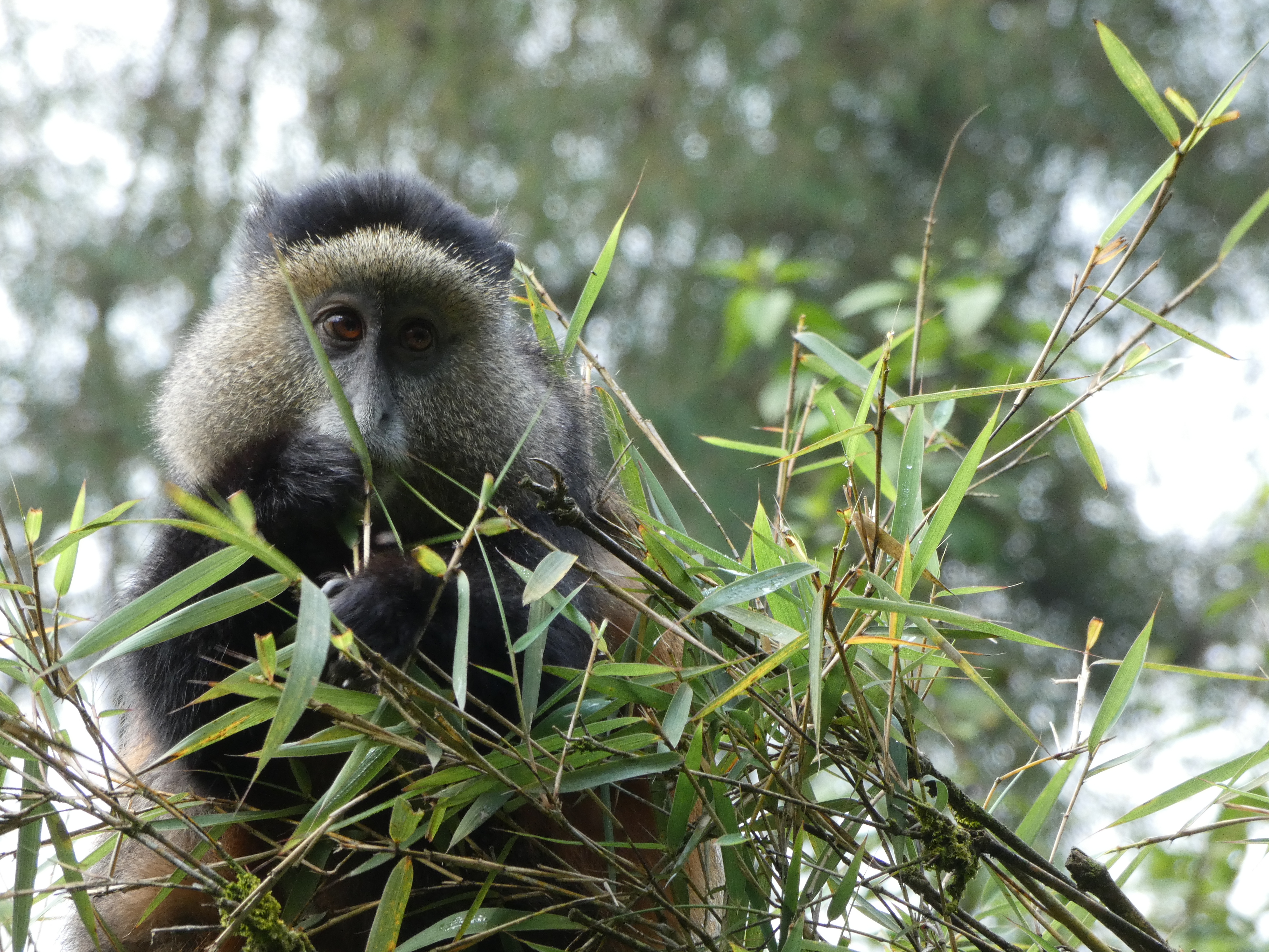 Kijk hoe schattig die golden monkey is
