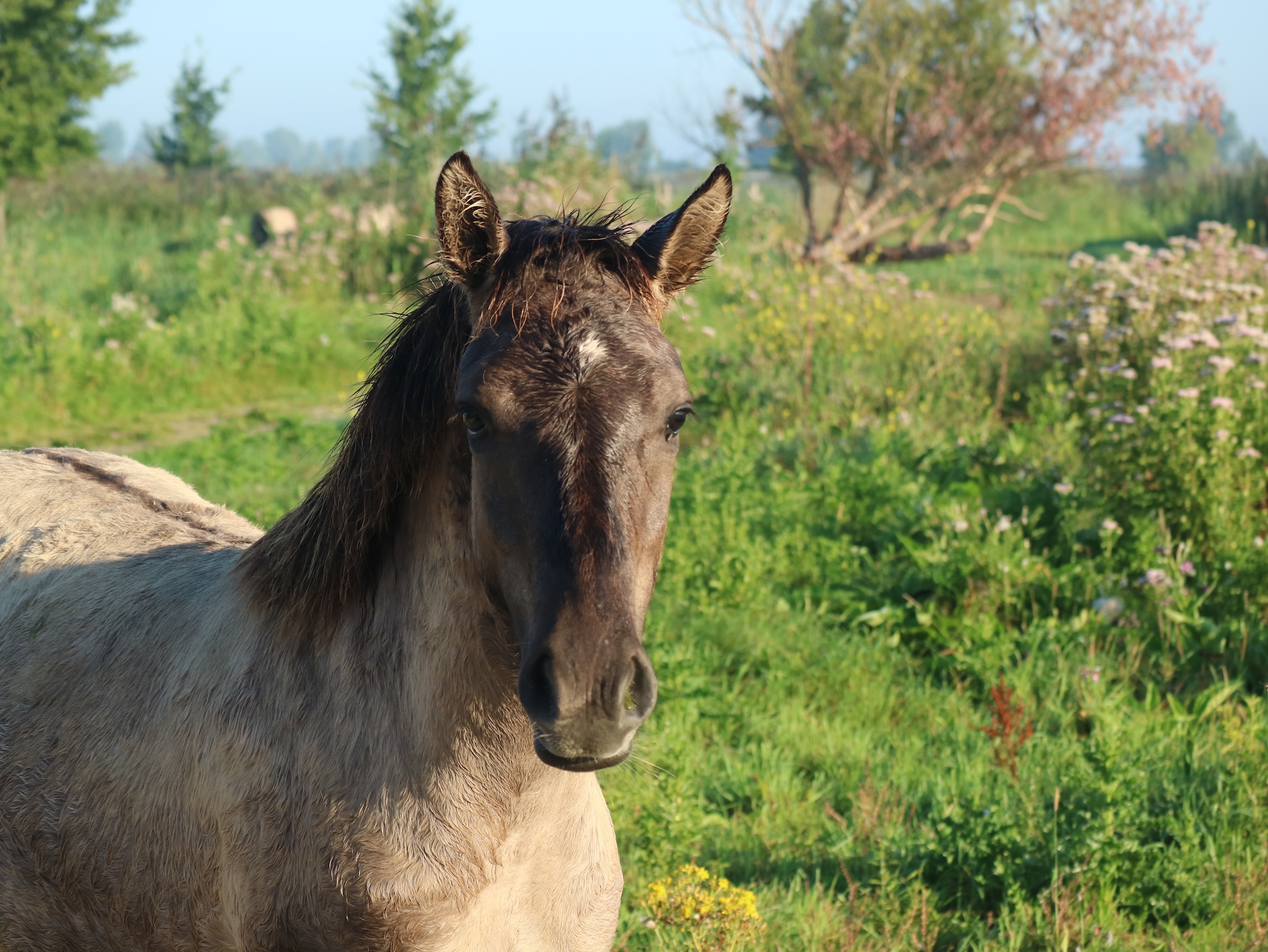Konikpaarden in de Oostvaardersplassen. Mooie dieren, maar houd wel afstand!