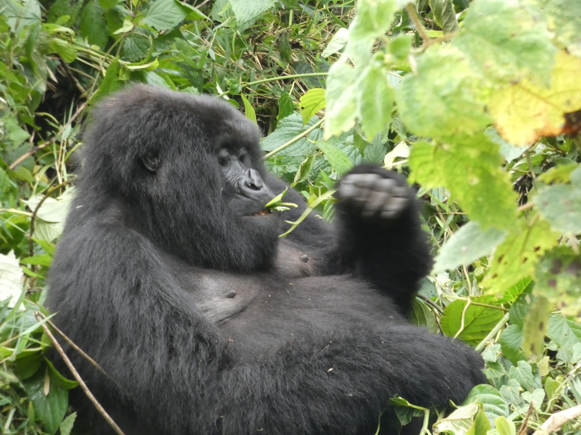 Rwanda reisgids zien doen