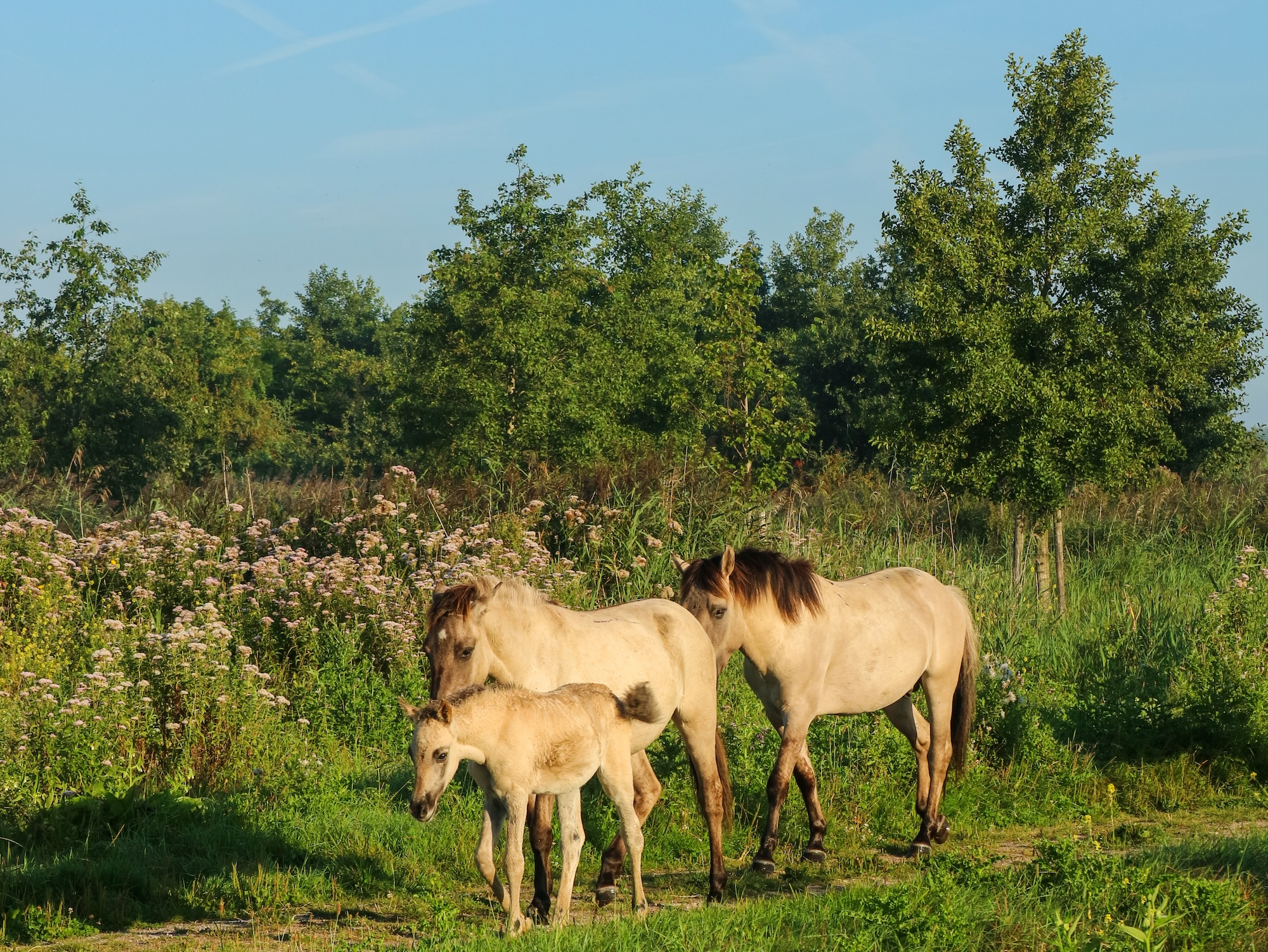 Wildlife in de Oostvaardersplassen: grote grazers zoals de konikpaarden zijn essentieel om de begroeiing in het gebied onder controle te houden.