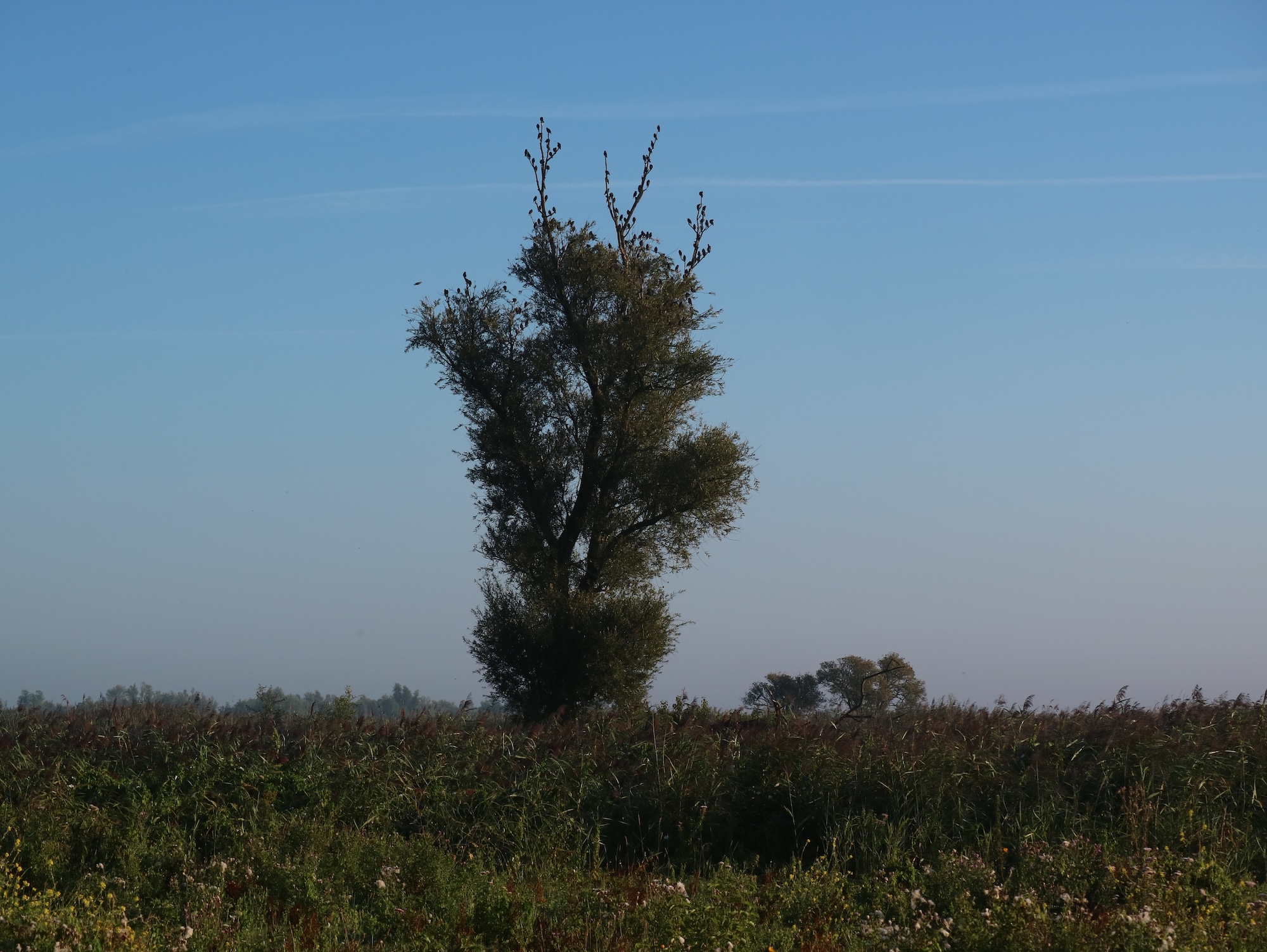 In Nationaal Park Nieuw Land is de natuur overal om je heen. Deze boom is de favoriet van een groep spreeuwen.