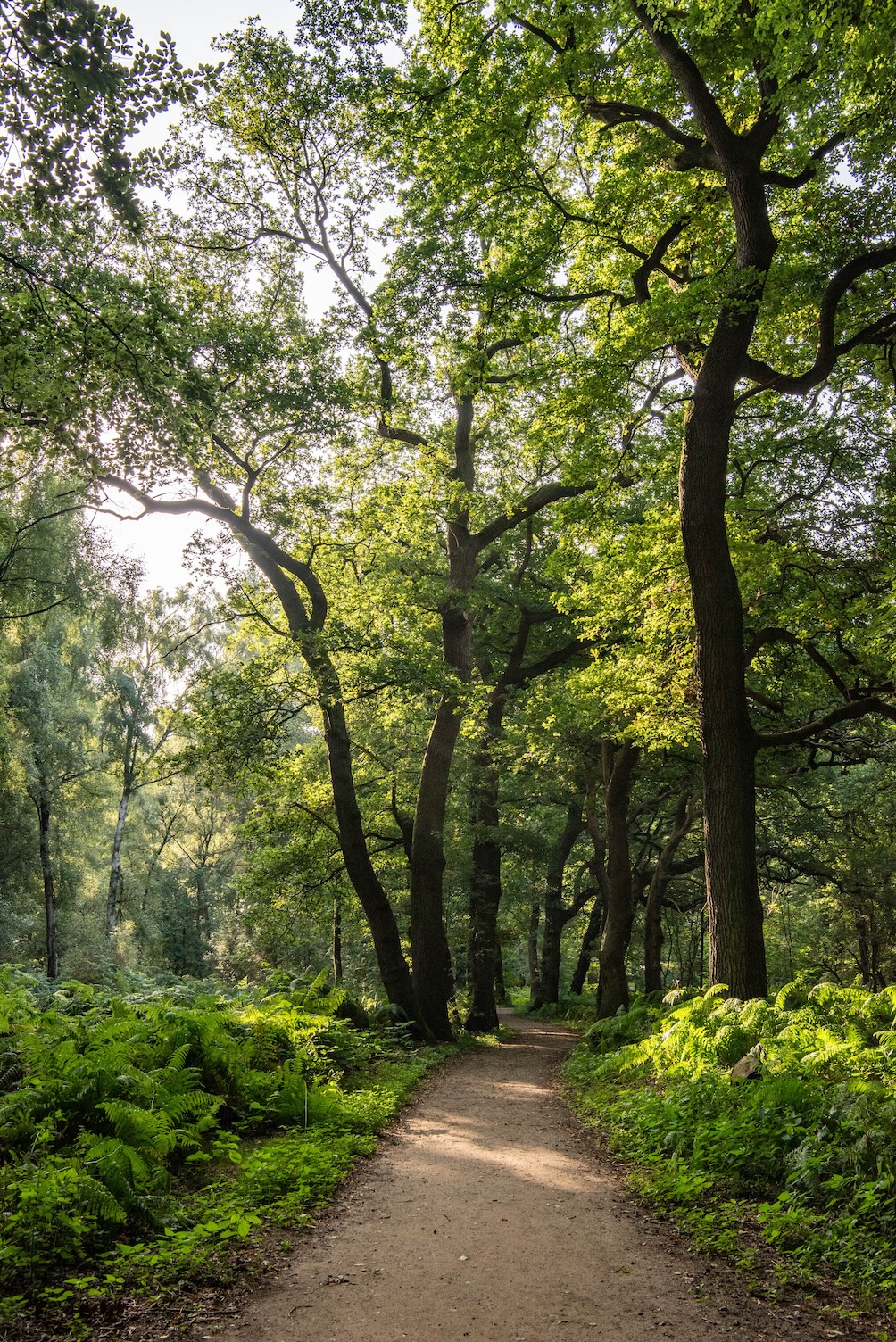 Prachtige natuur op de Grebbeberg