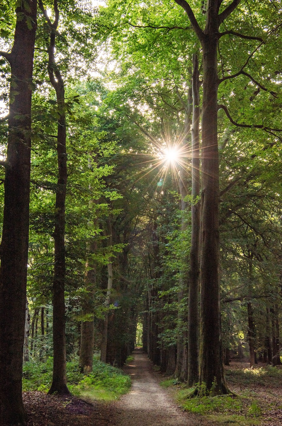 Rust in de vroege ochtend op de Grebbeberg