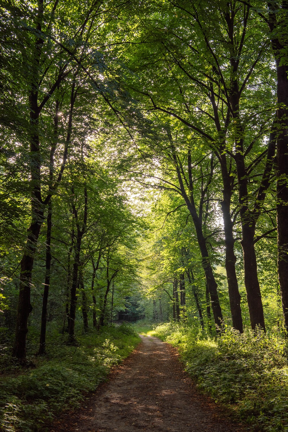 Bossen op de Grebbeberg in de ochtend