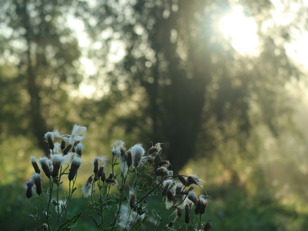 Een magische zonsopkomst met prachtig licht tijdens een vroege wandeling in de Oostvaardersplassen.