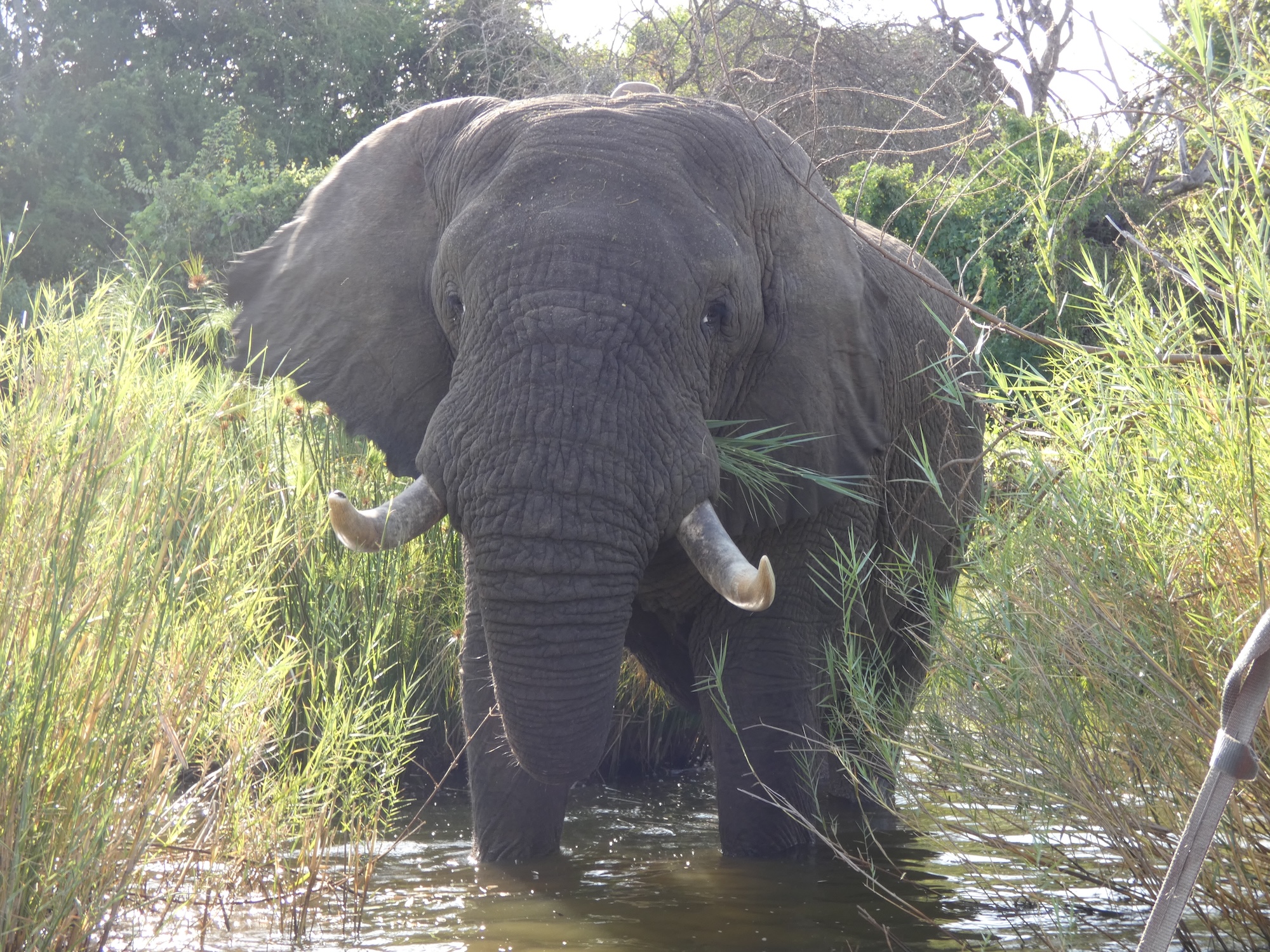 Een olifant komt afkoelen in Akagera National Park.