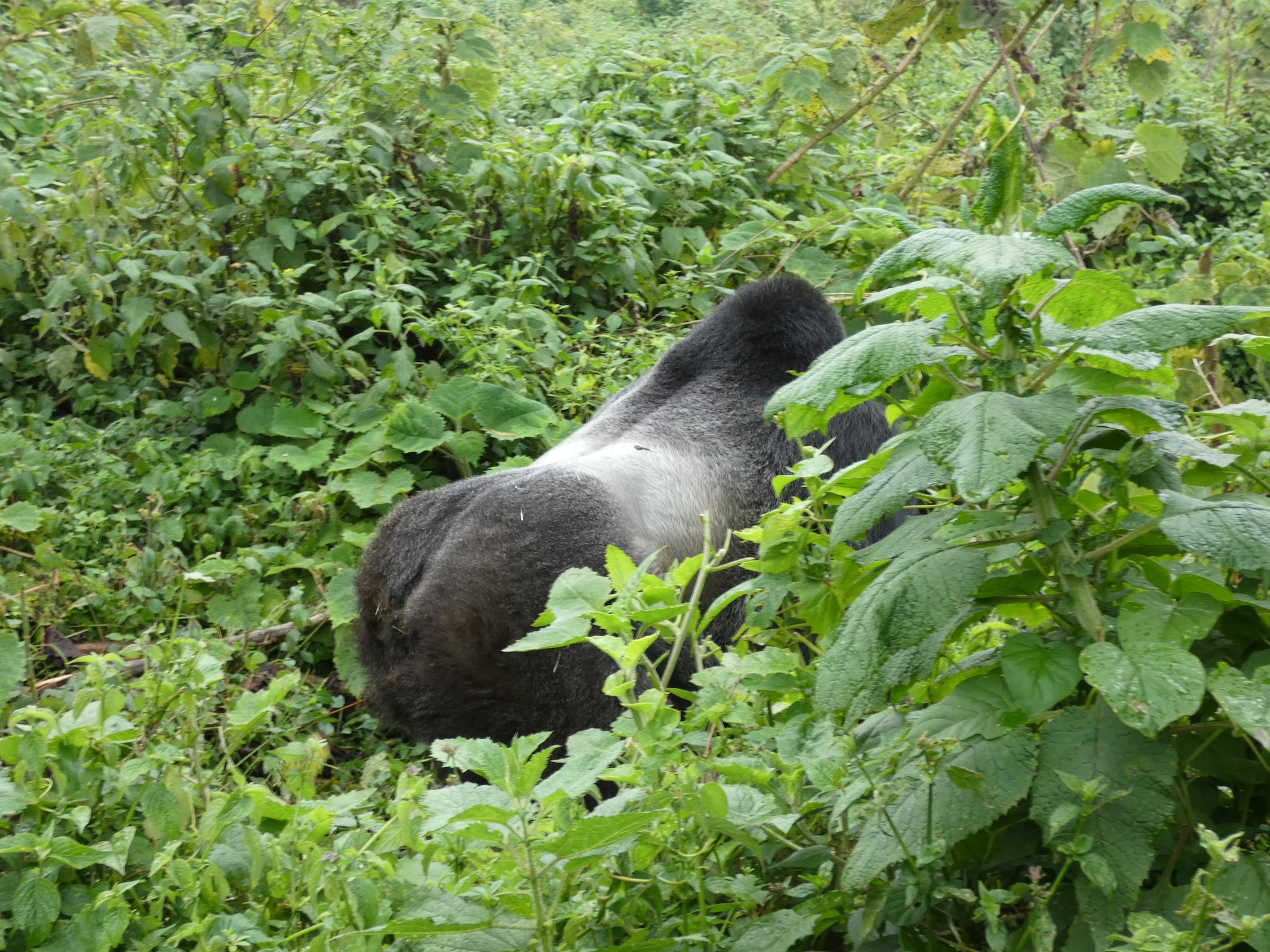 Gorilla Agashya in vol ornaat.