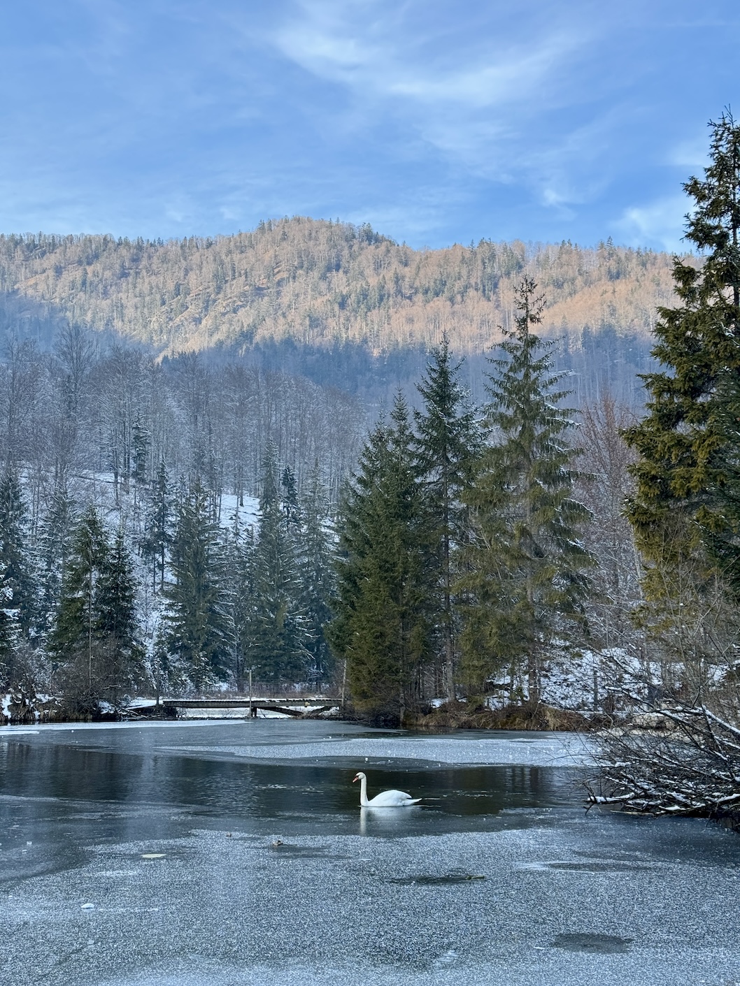 Zwaan in Cumberland Wildpark Grünau