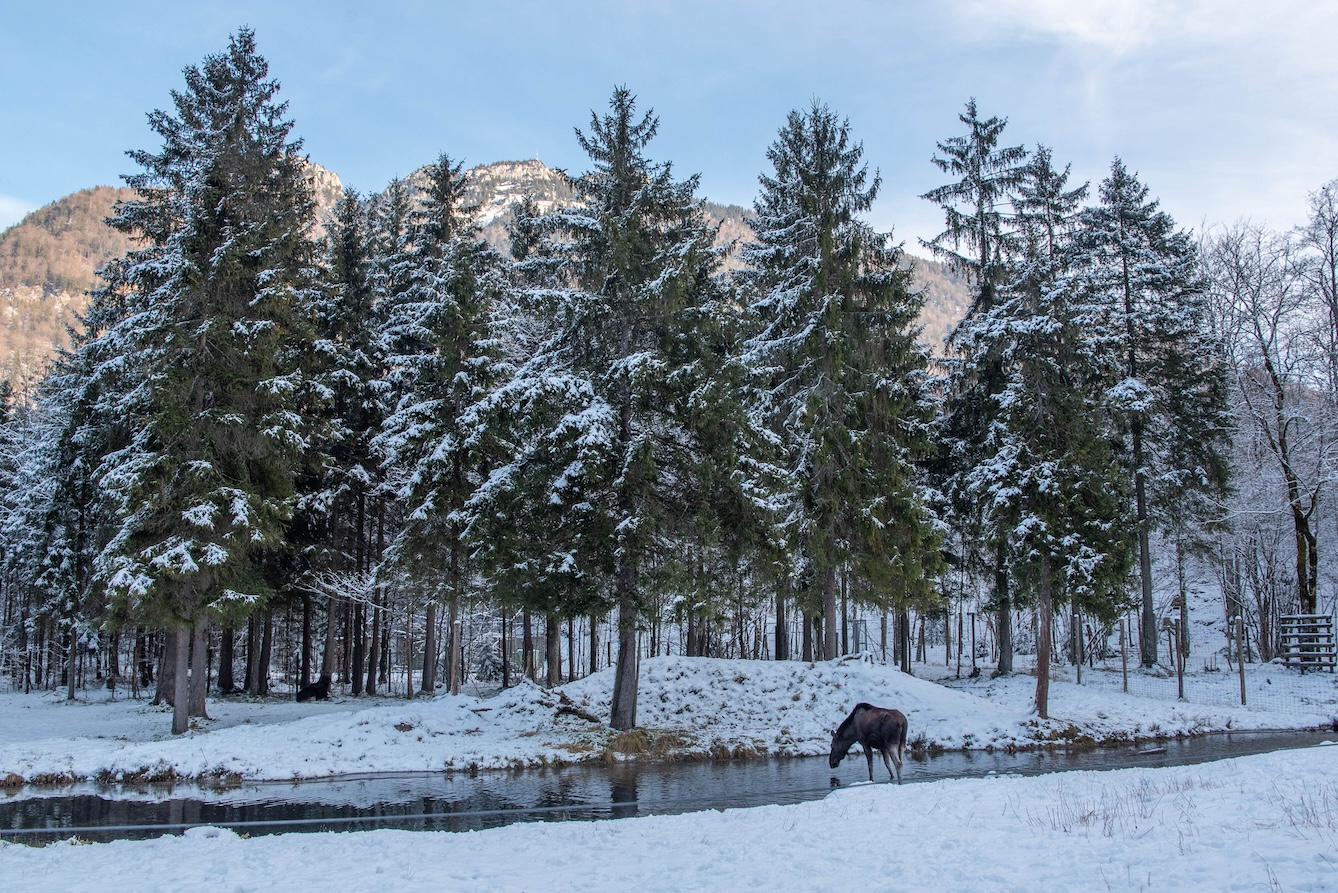 Edelhert in Cumberland Wildpark Grünau in de winter