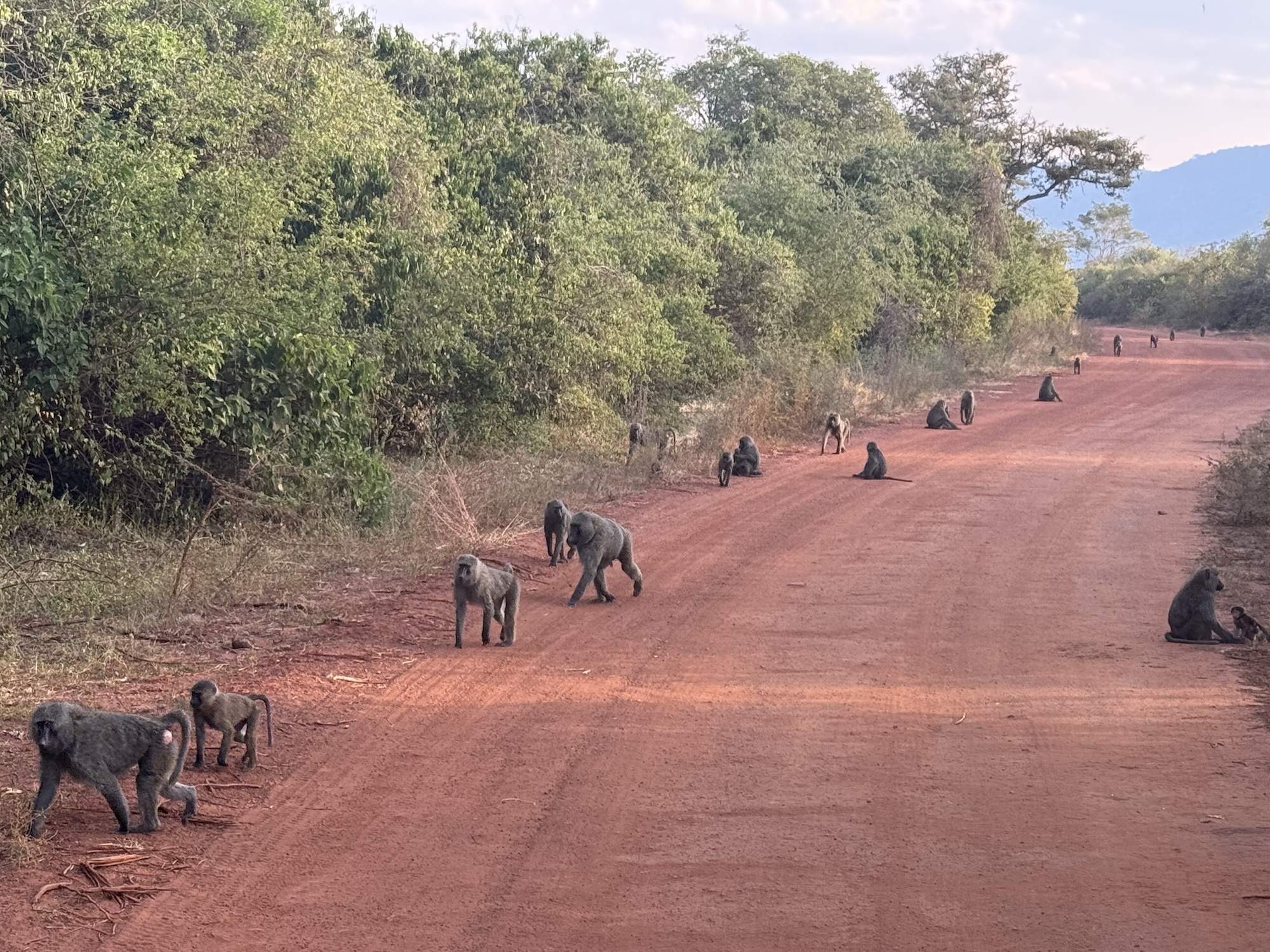 Bavianen in Akagera National Park.