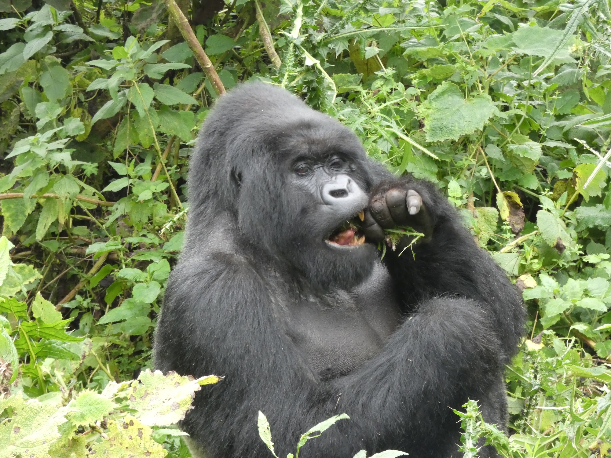 Een van de schitterende gorilla's in het wild!
