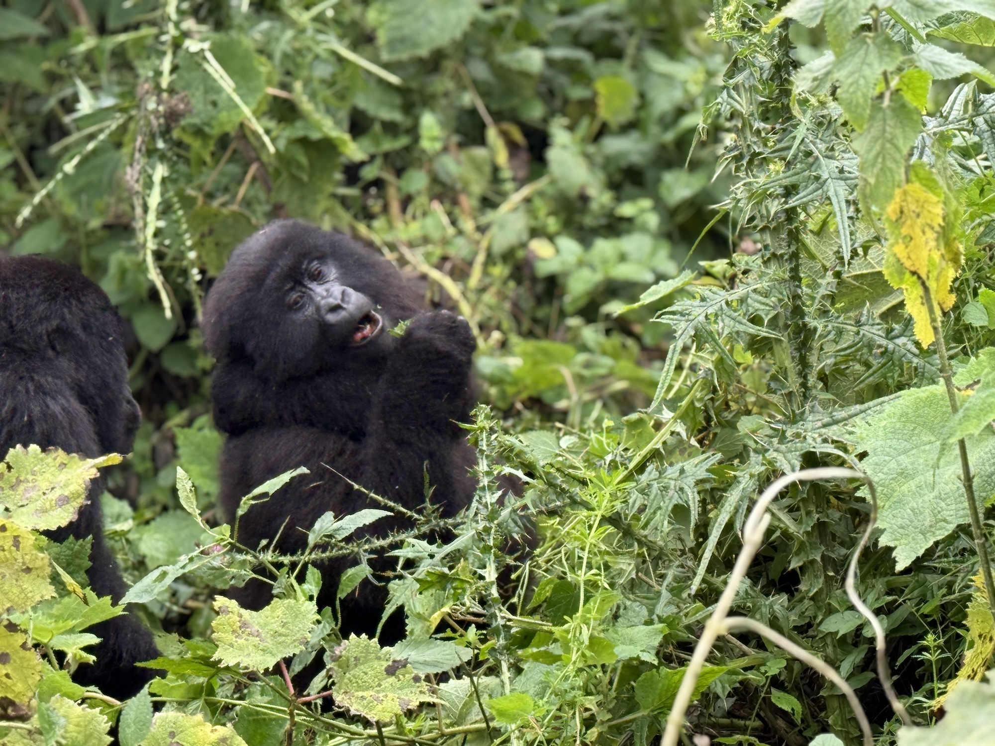 Dit is de brutale gorillazoon Ingagi.
