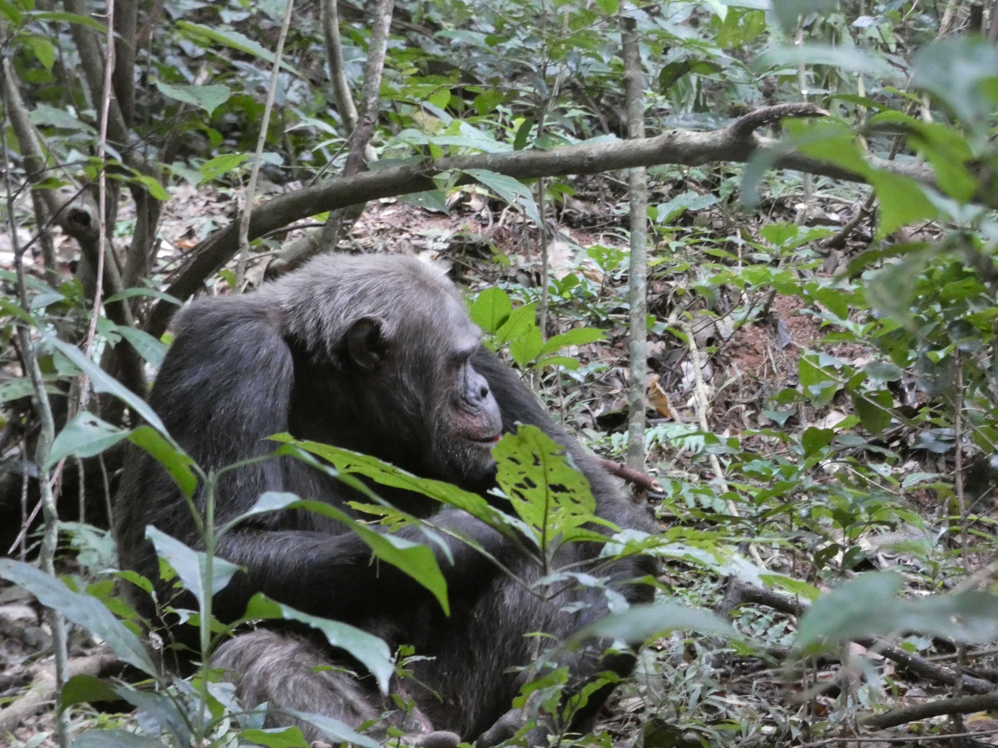 Het zijn toch net mensen, die chimpansees?